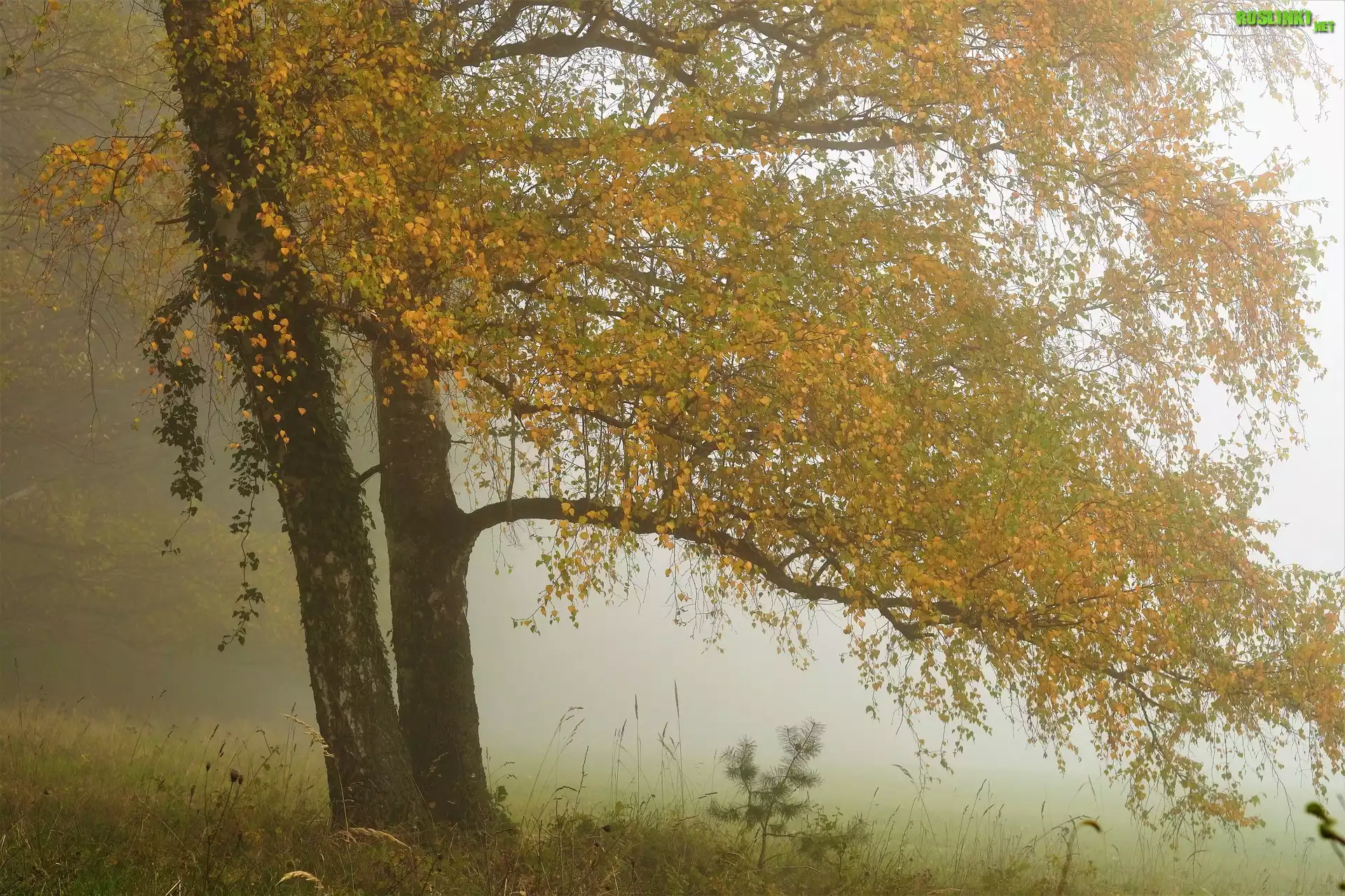 Jesień, Drzewa, Mgła, Łąka