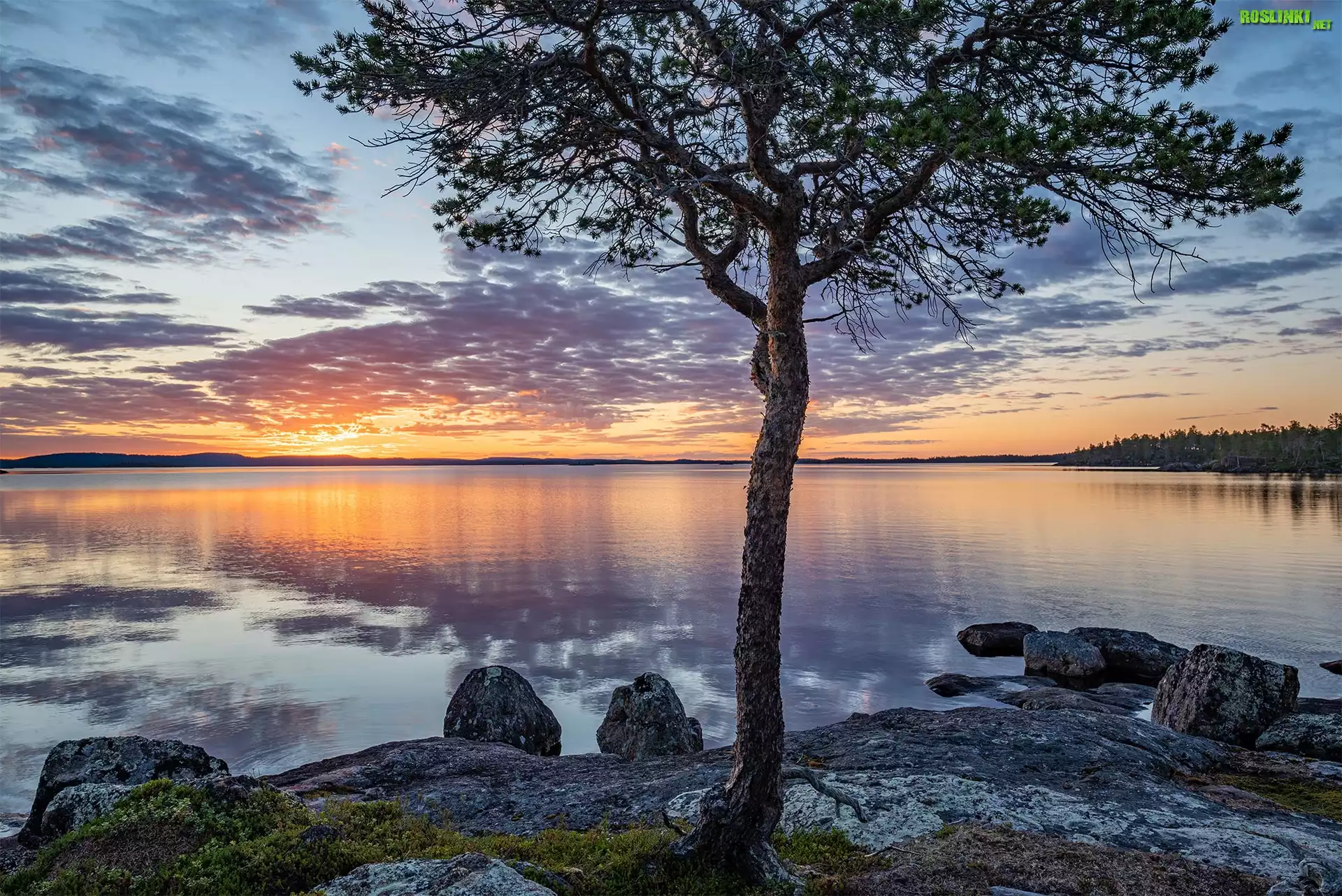 Jezioro, Lake Inari, Drzewo, Zachód słońca, Chmury, Finlandia