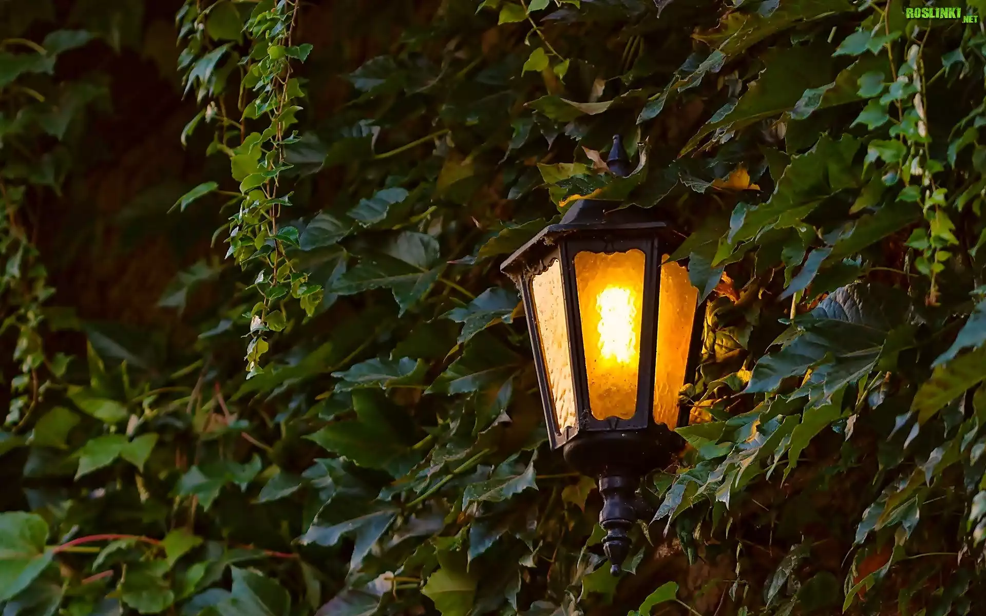 Liście, Lampa, Noc