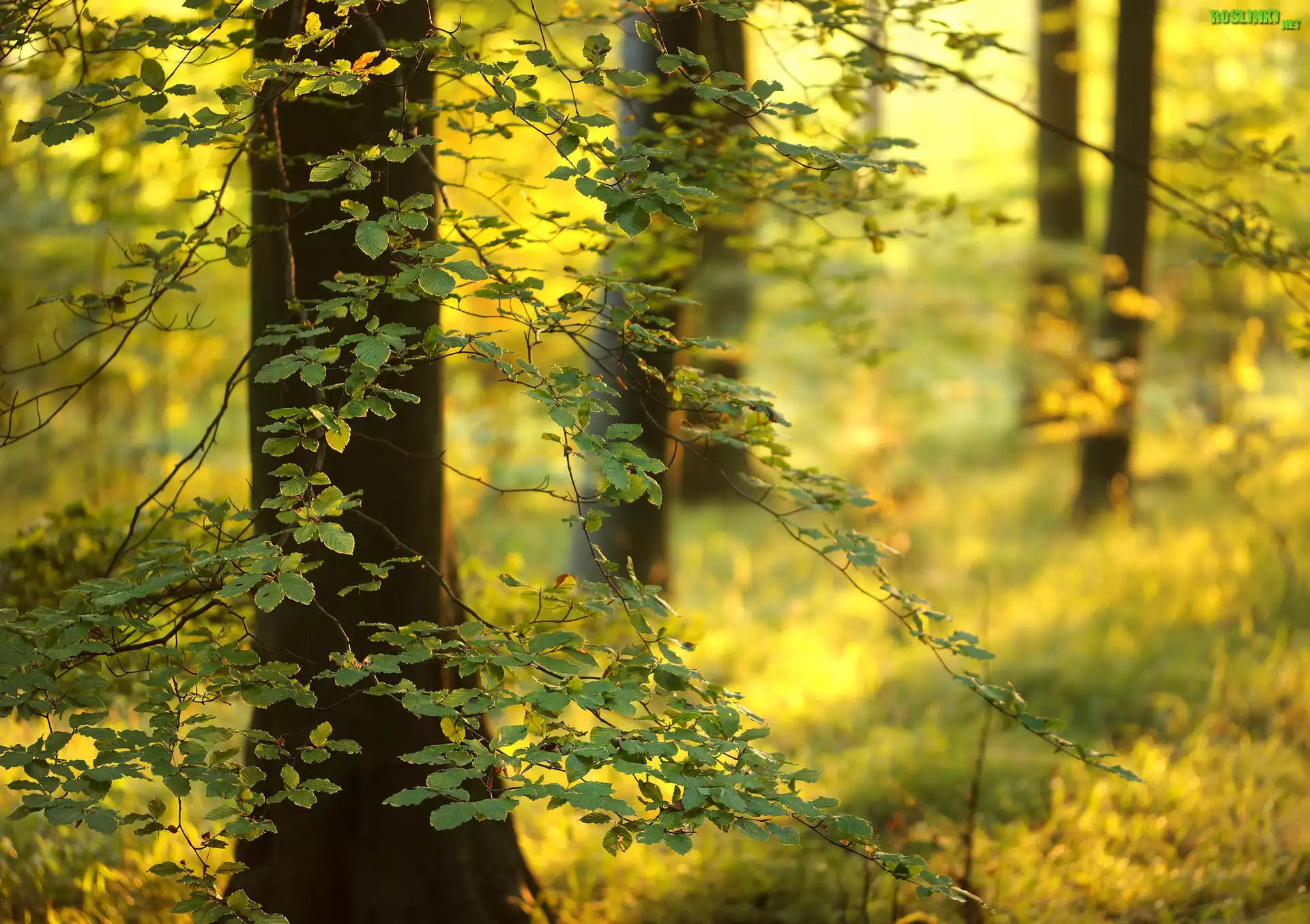 Anglia, Las państwowy Friston Forest, Drzewa, Buk