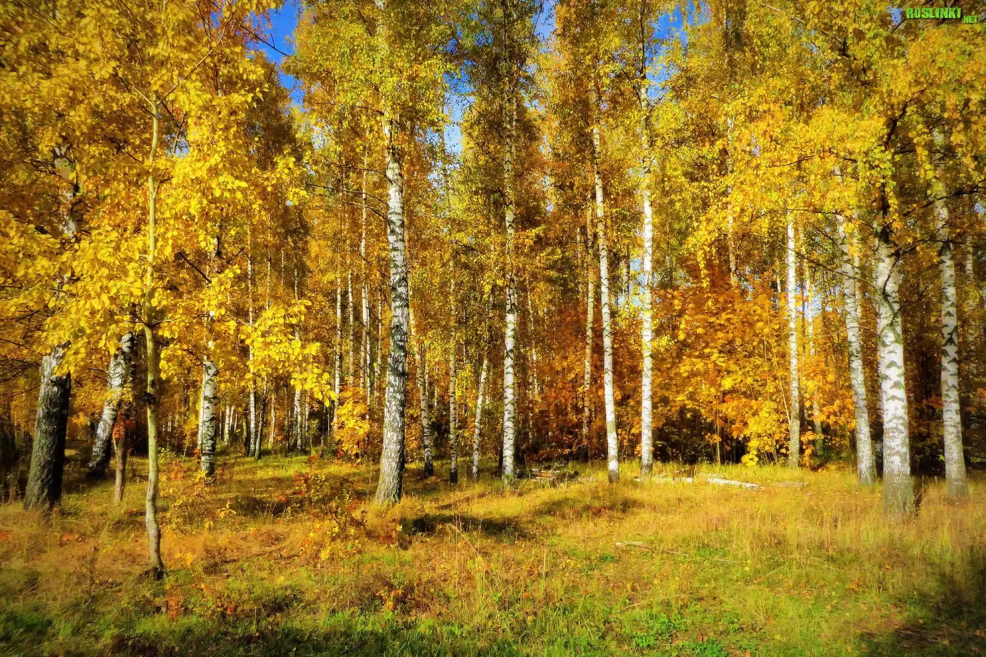 Las, Pożółkłe, Liście, Drzewa, Brzozy, Jesień