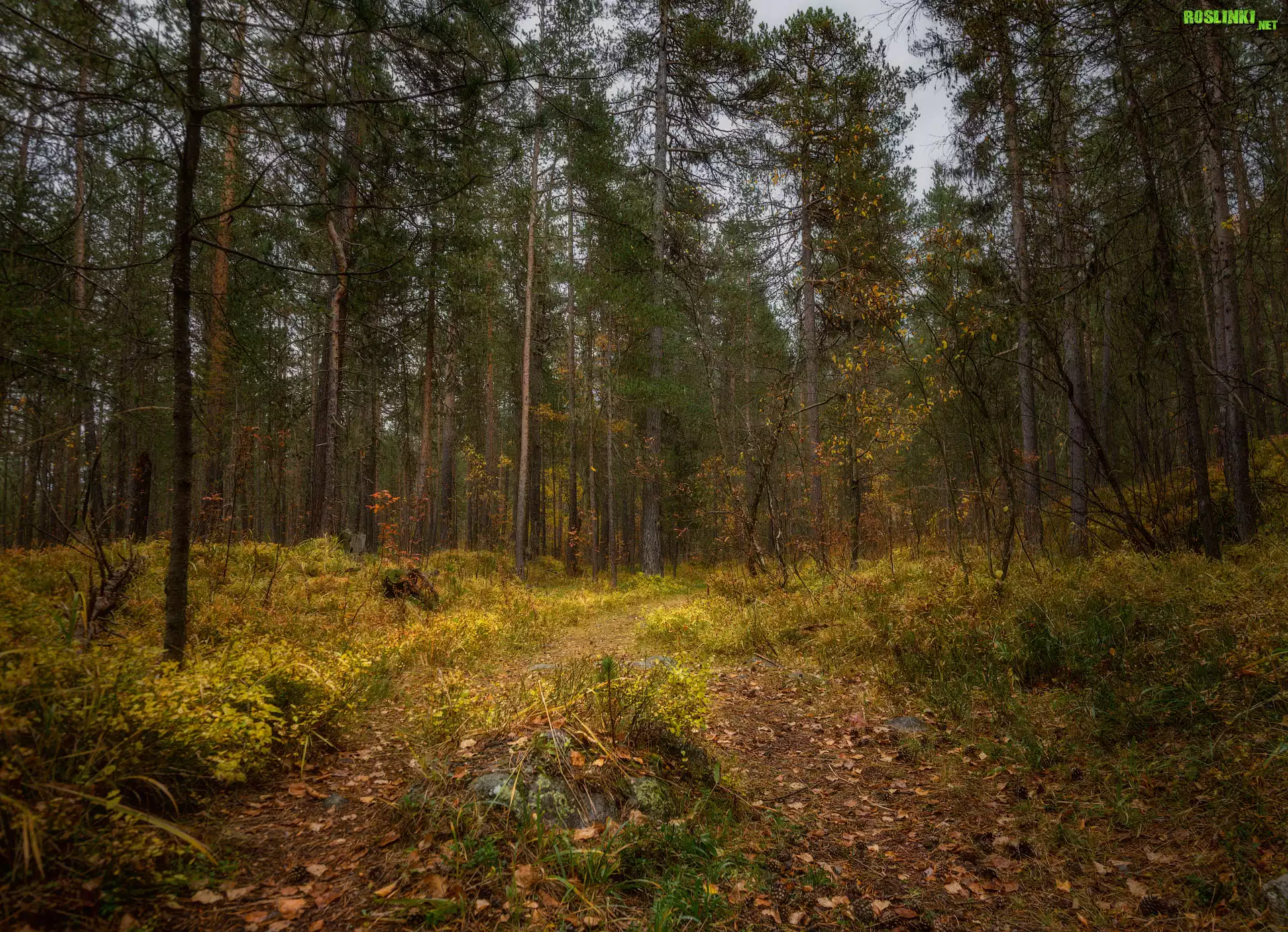 Las, Drzewa, Ścieżka, Trawa