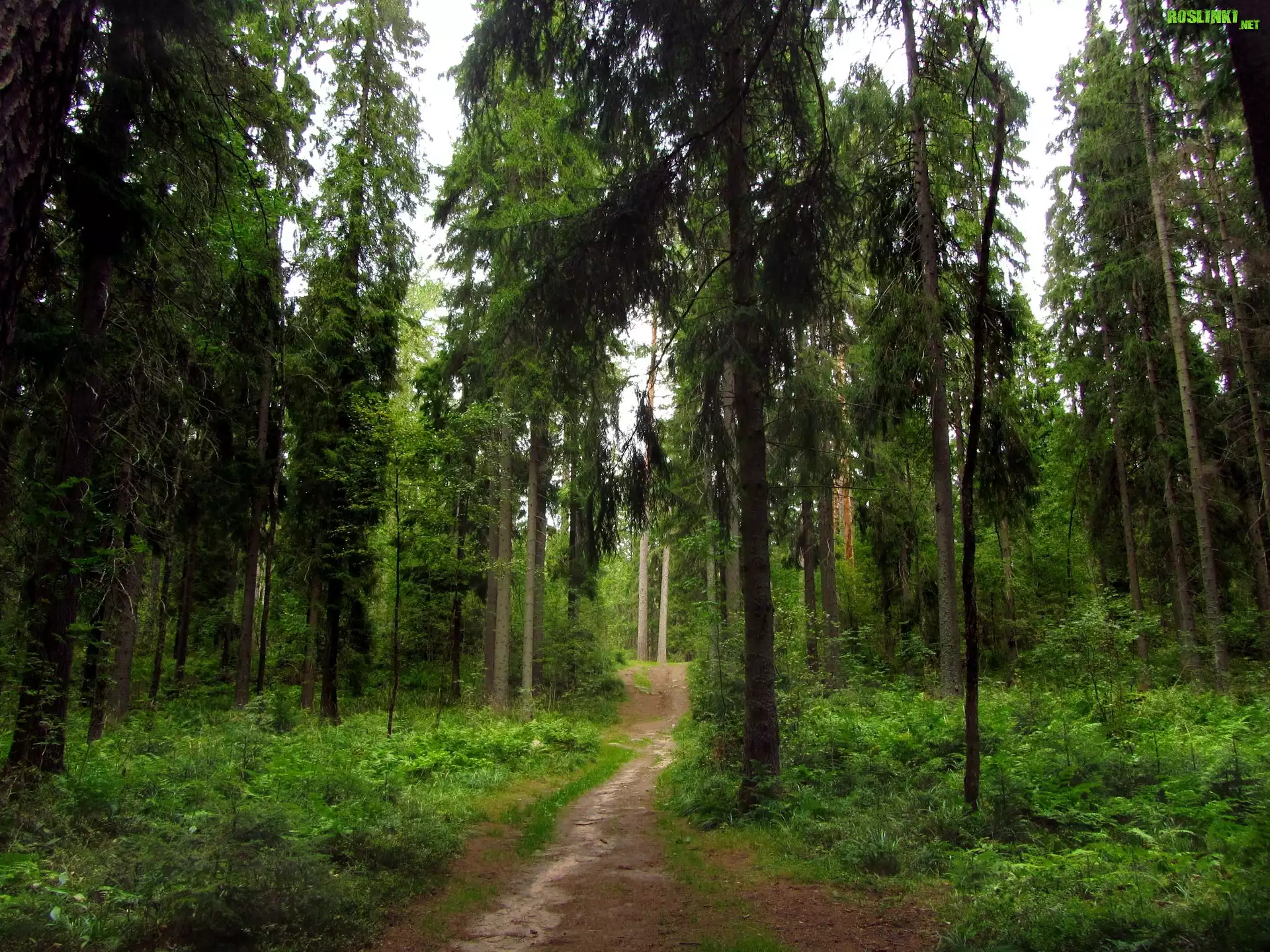 Las, Ścieżka, Droga, Drzewa