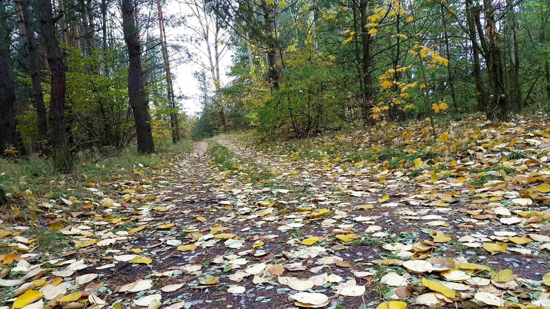 Las, Jesień, Droga, Liście