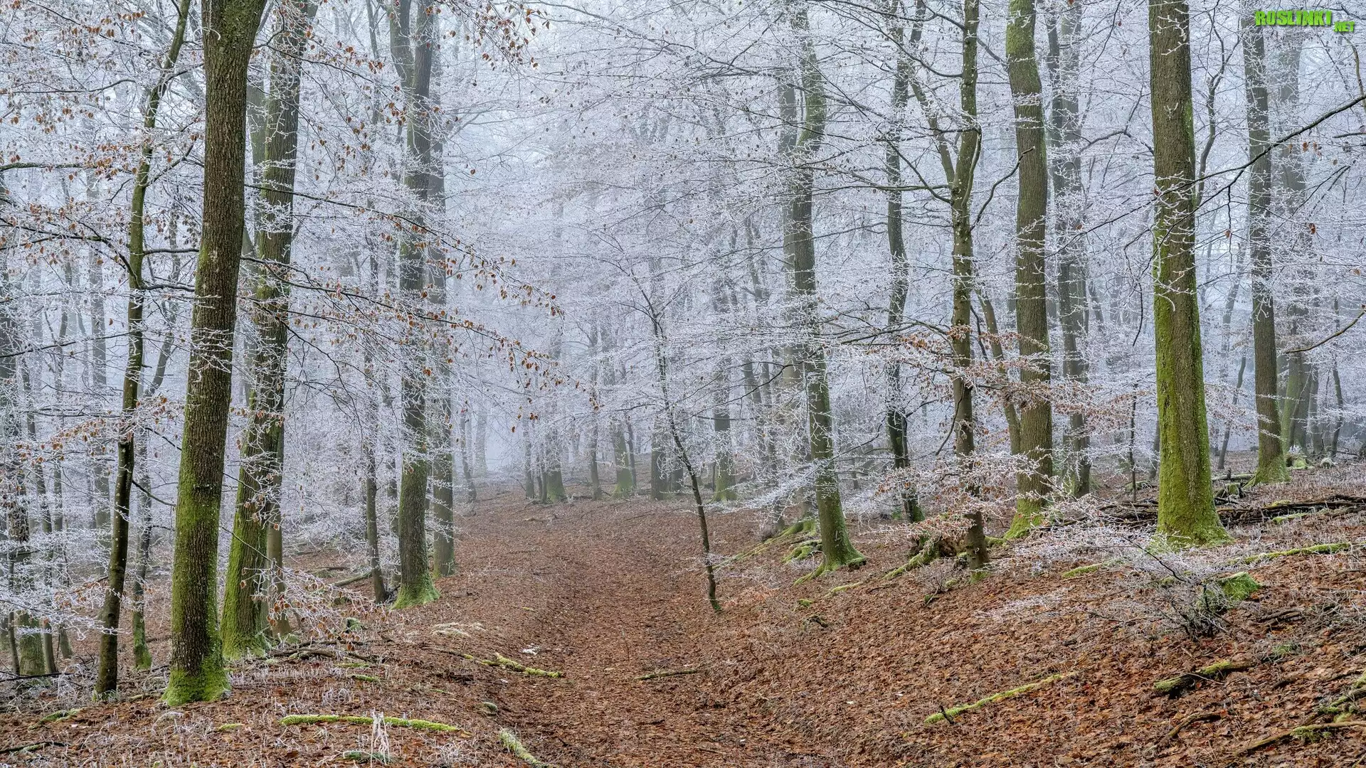 Droga, Drzewa, Åšnieg, Las