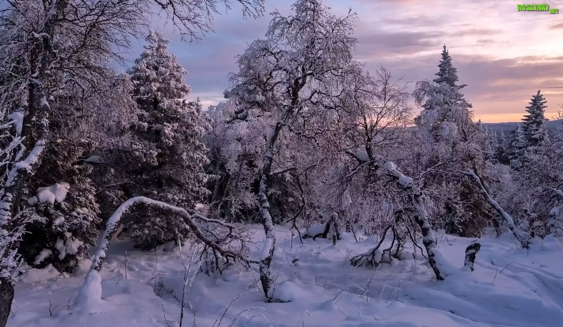 Las, Śnieg, Ośnieżone, Drzewa, Zima