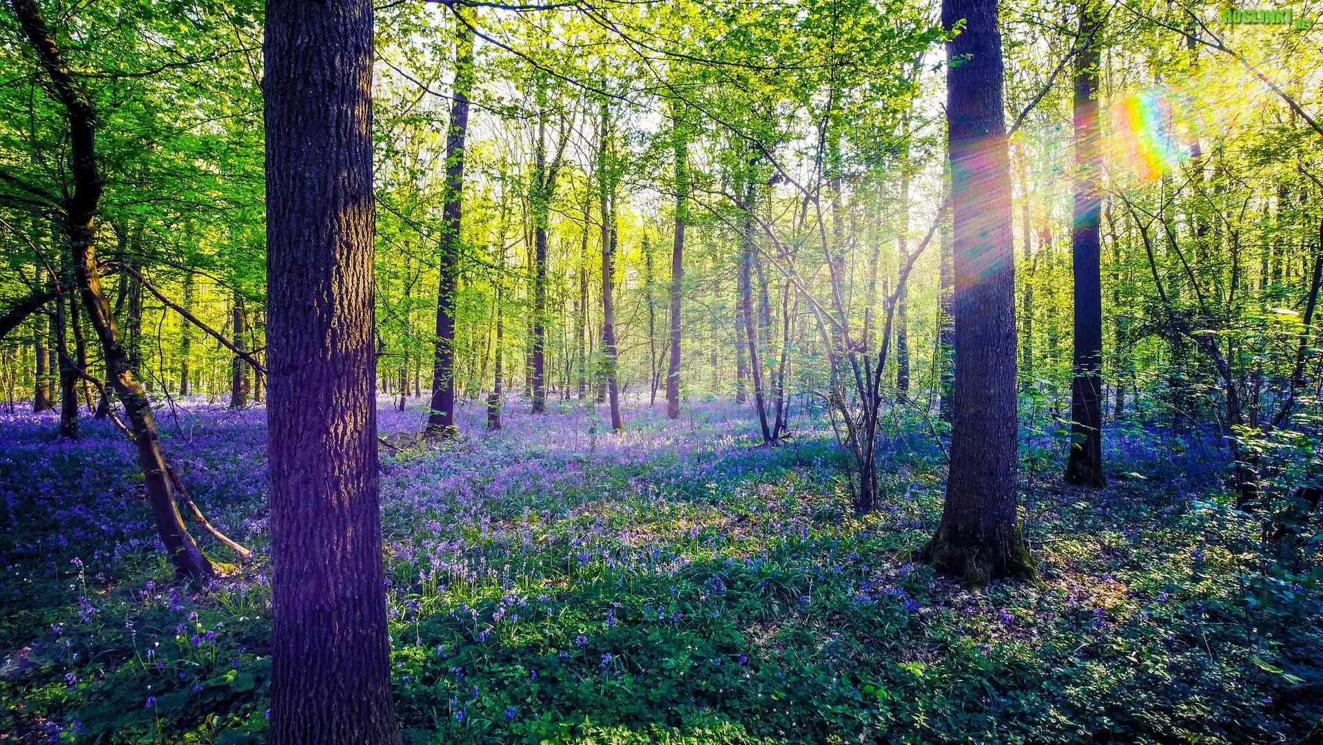 Las, Przebijające światło, Kwiaty, Drzewa, Wiosna