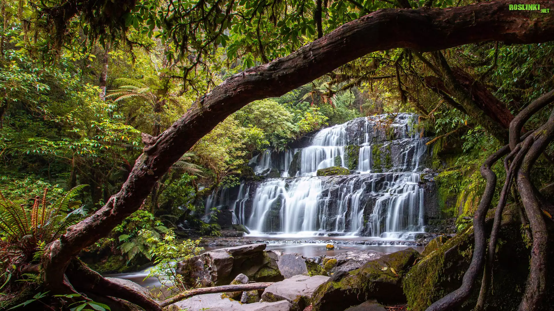 Las, Drzewa, Wodospad, Kamienie, Mech, Purakaunui Falls, Nowa Zelandia