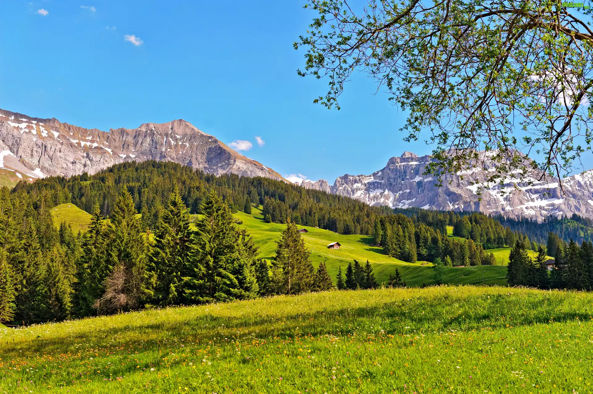 Góry, Las, Polana