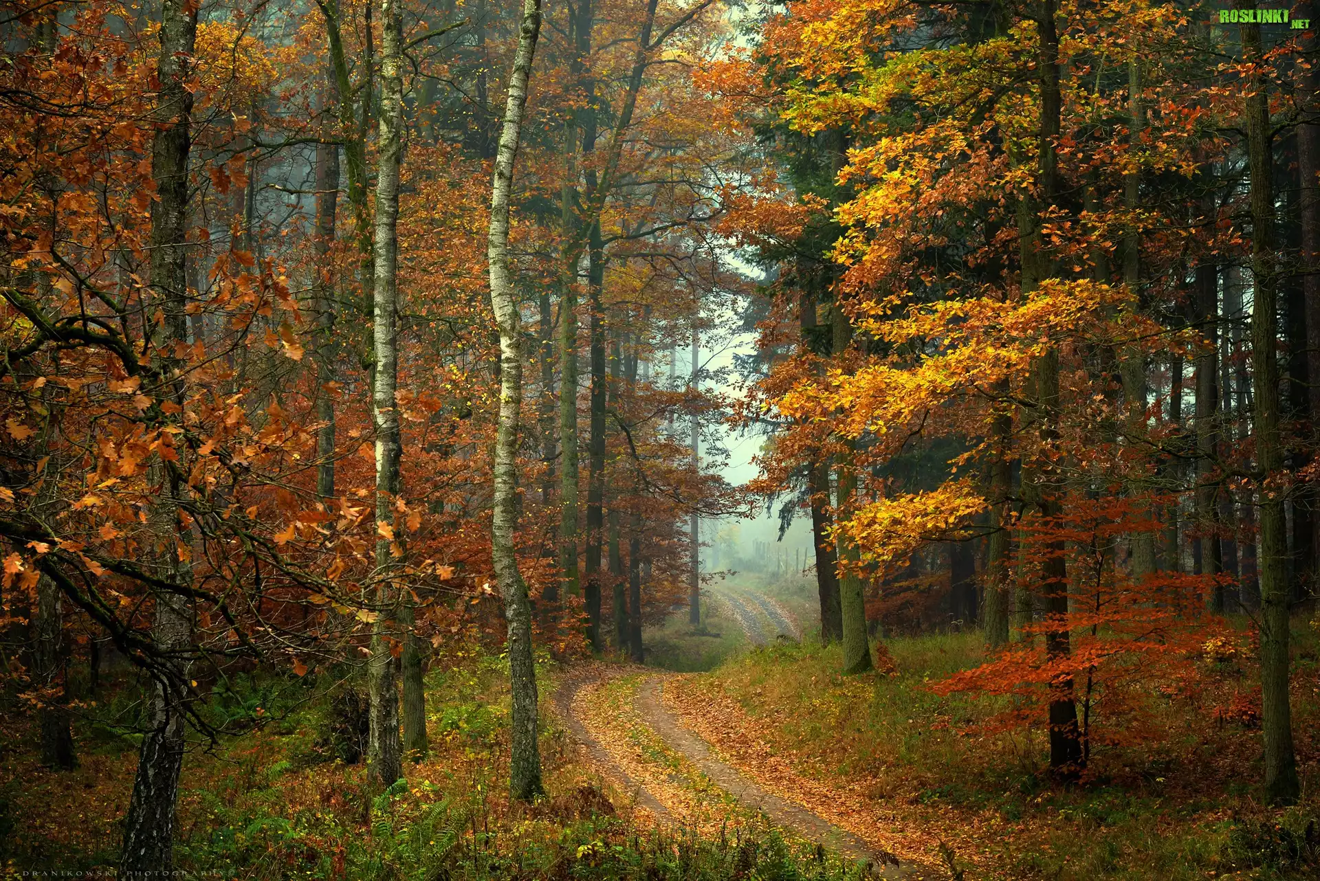 Las, Drzewa, Ścieżka, Liście, Jesień, Mgła