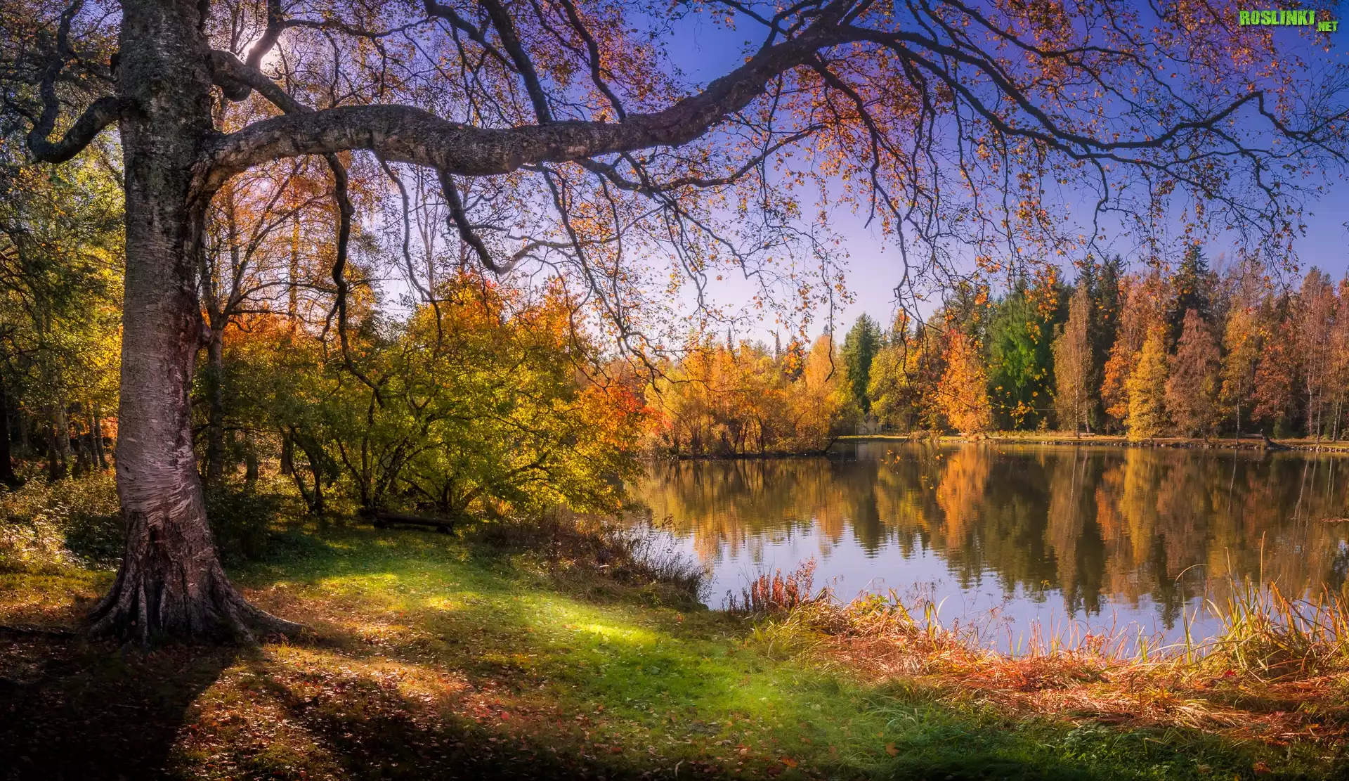 Las, Jezioro, Jesień, Drzewa