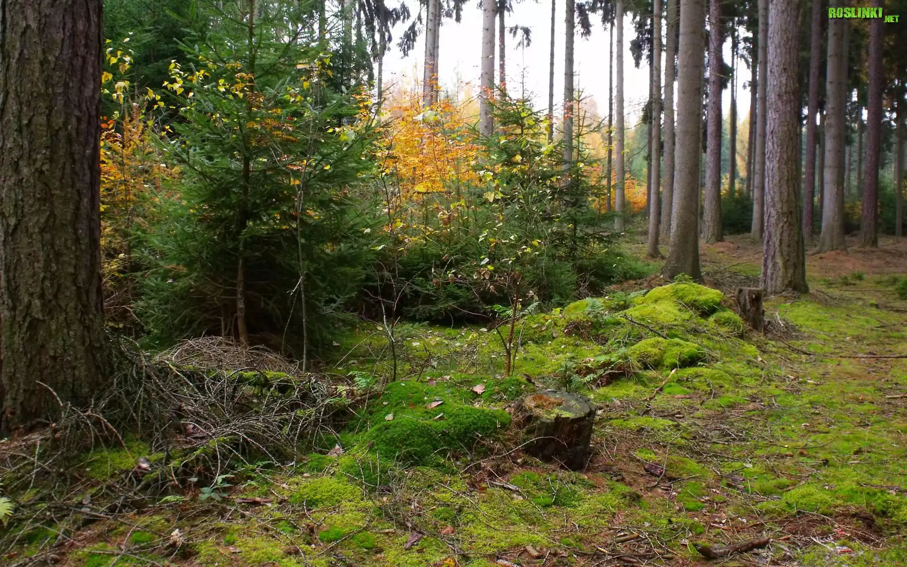 Las, JesieniÄ…