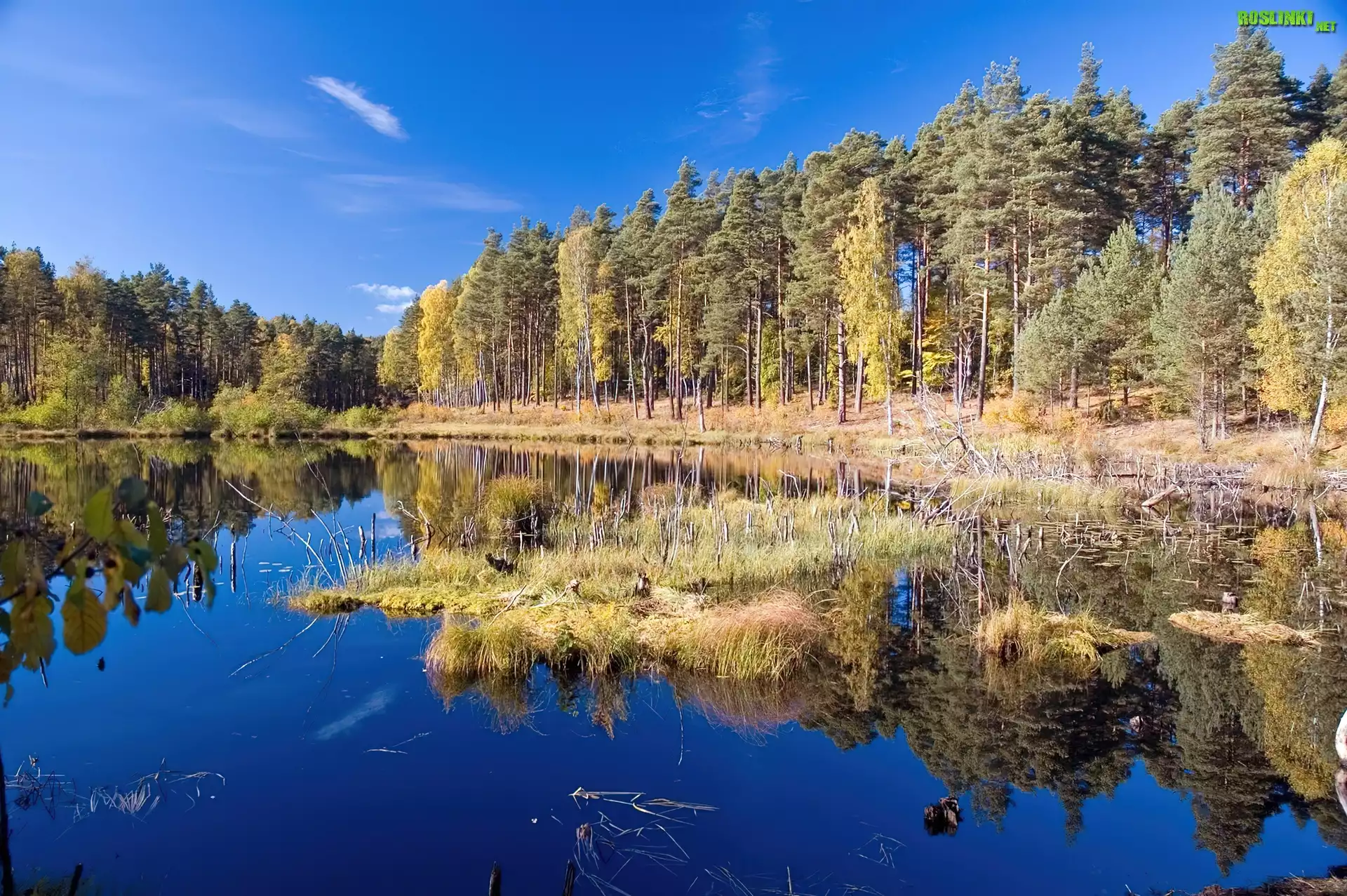 Jezioro, Las, Trawa