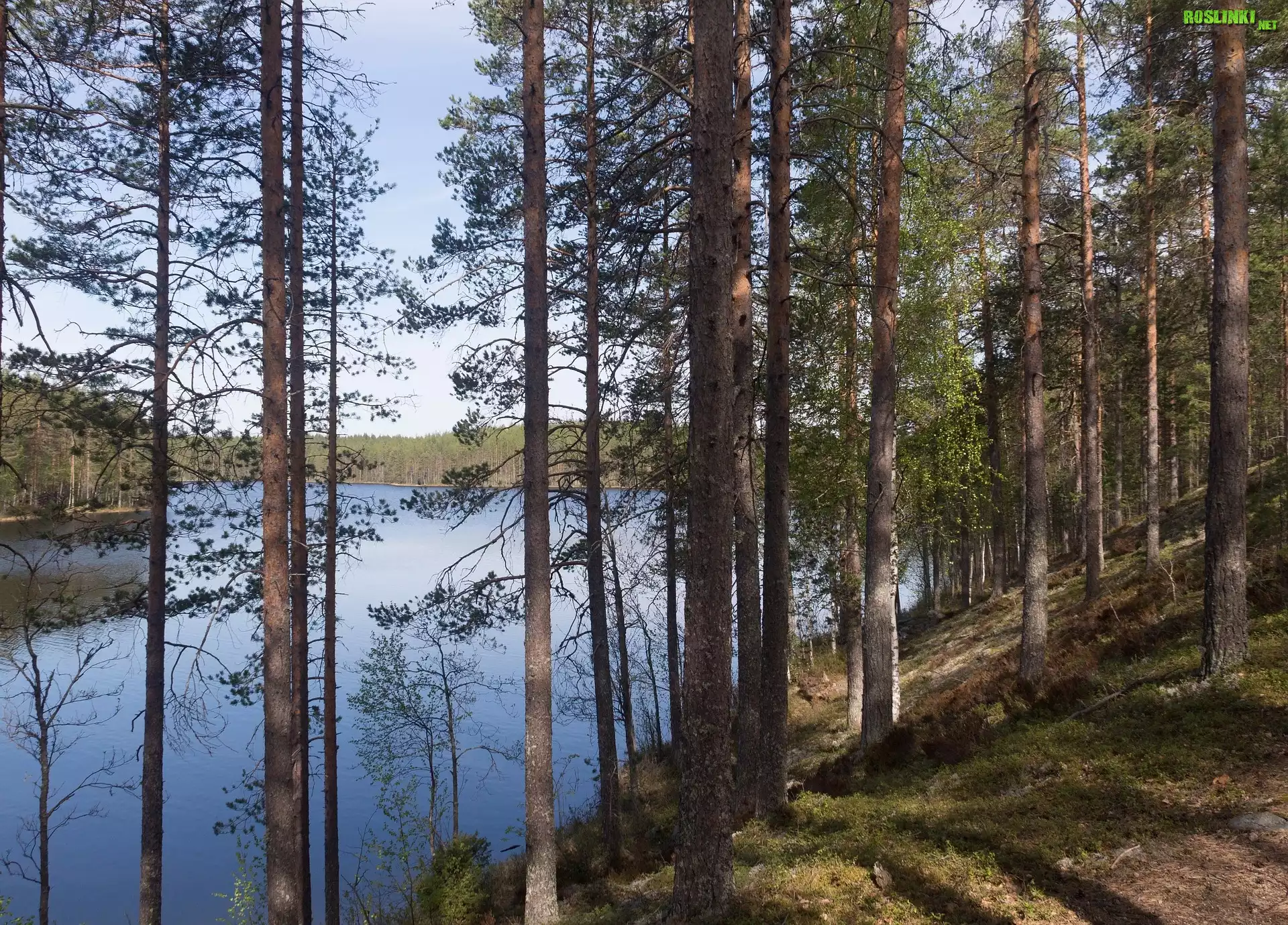 Jezioro, Drzewa, Wzgórze, Las