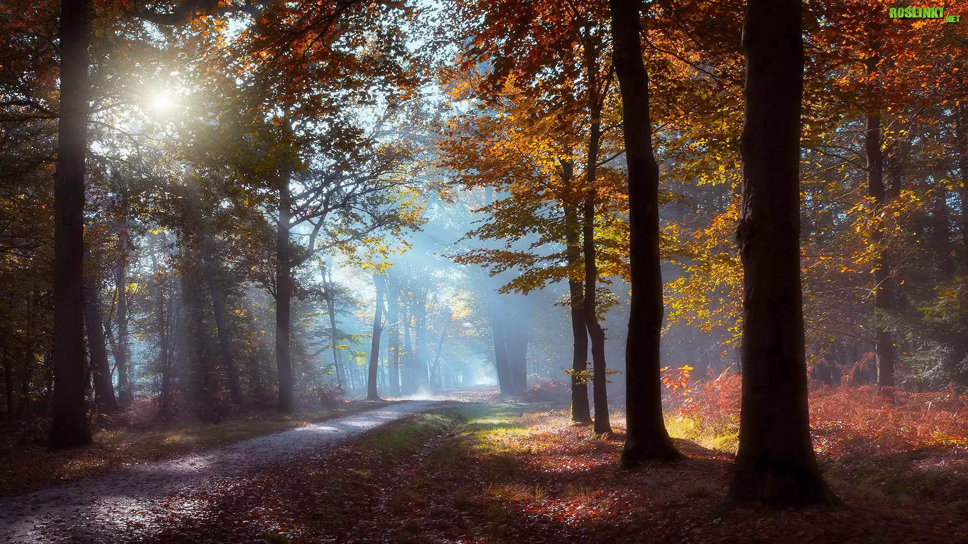 Las, Drzewa, Droga, Mgła, Przebijające światło, Liście, Poranek, Jesień