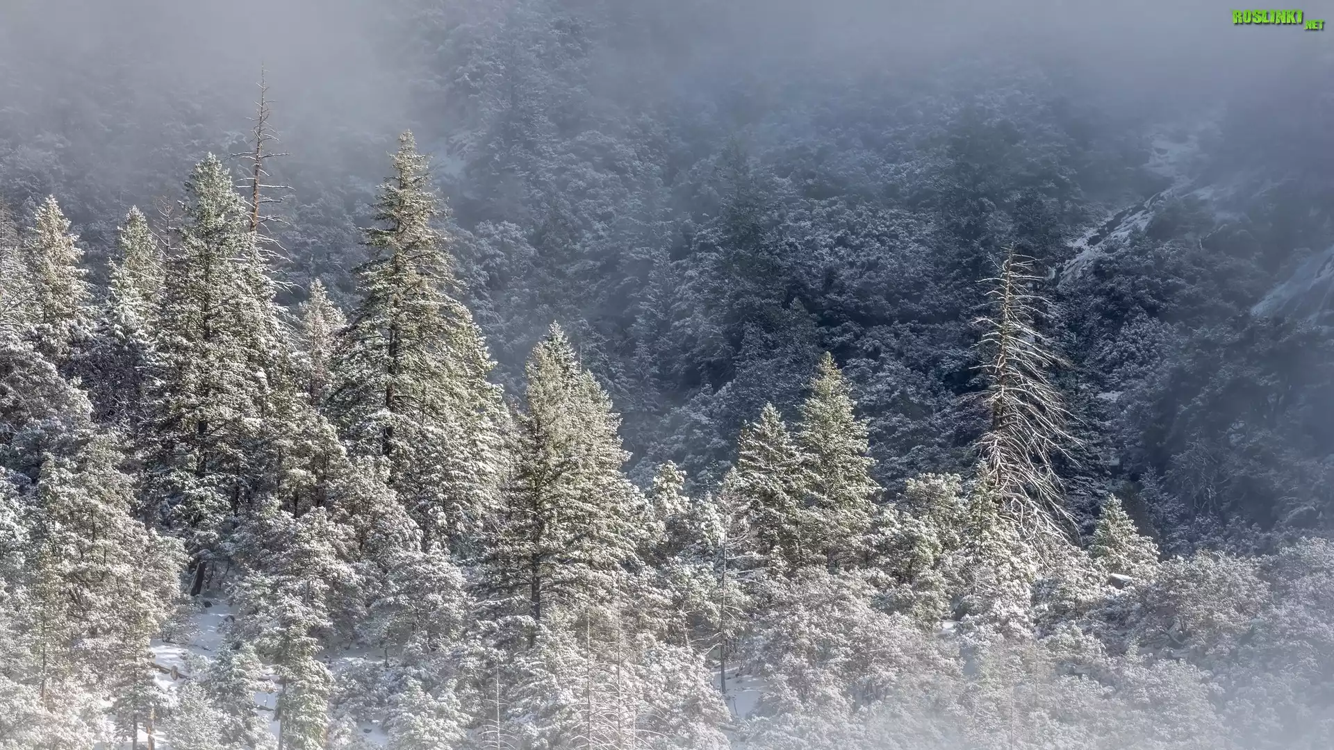 Zima, Śnieg, Drzewa, Las, Góry, Mgła
