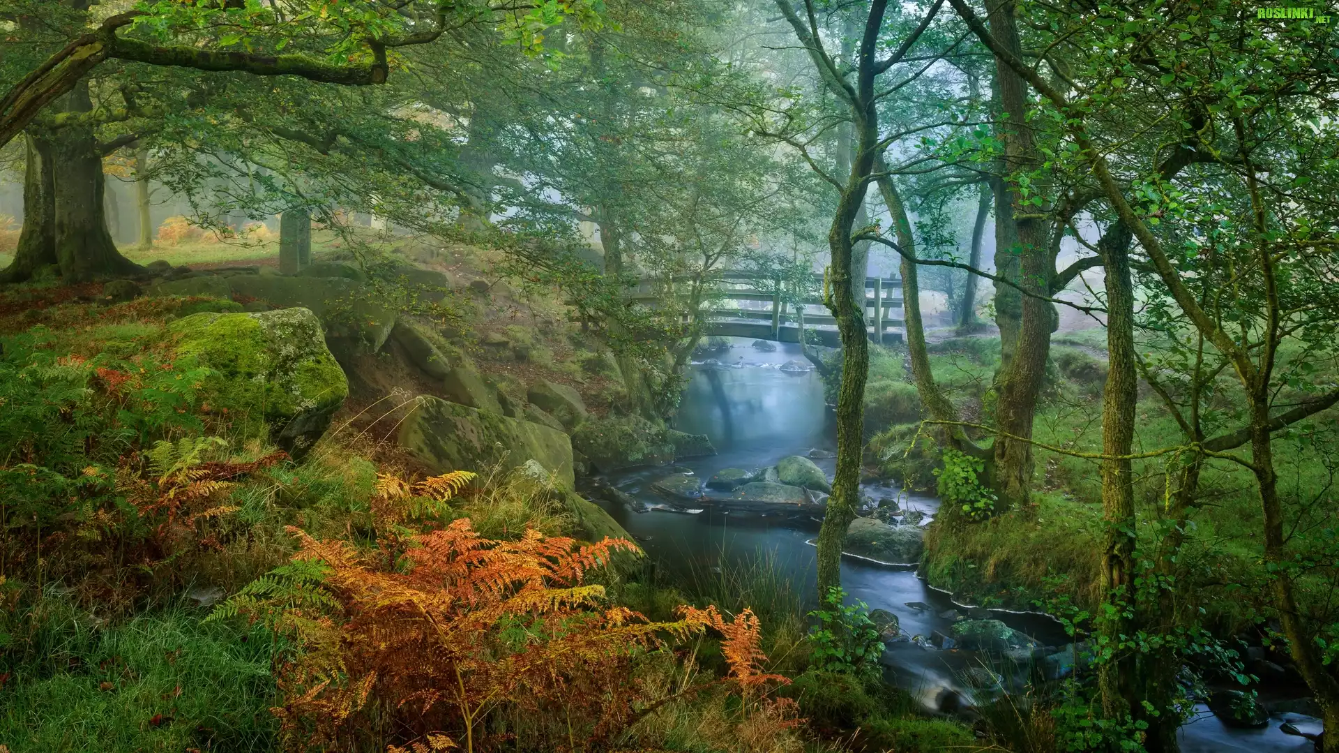 Las, Rzeka Burbage Brook, Drzewa, Paprocie, Omszałe, Kamienie, Mostek, Mgła, Park Narodowy Peak District, Hrabstwo Derbyshire, Anglia