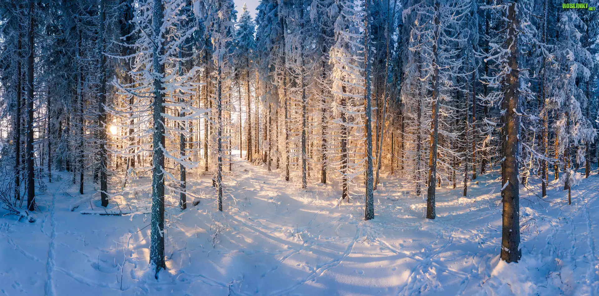 Las, Zima, Åšnieg, Drzewa