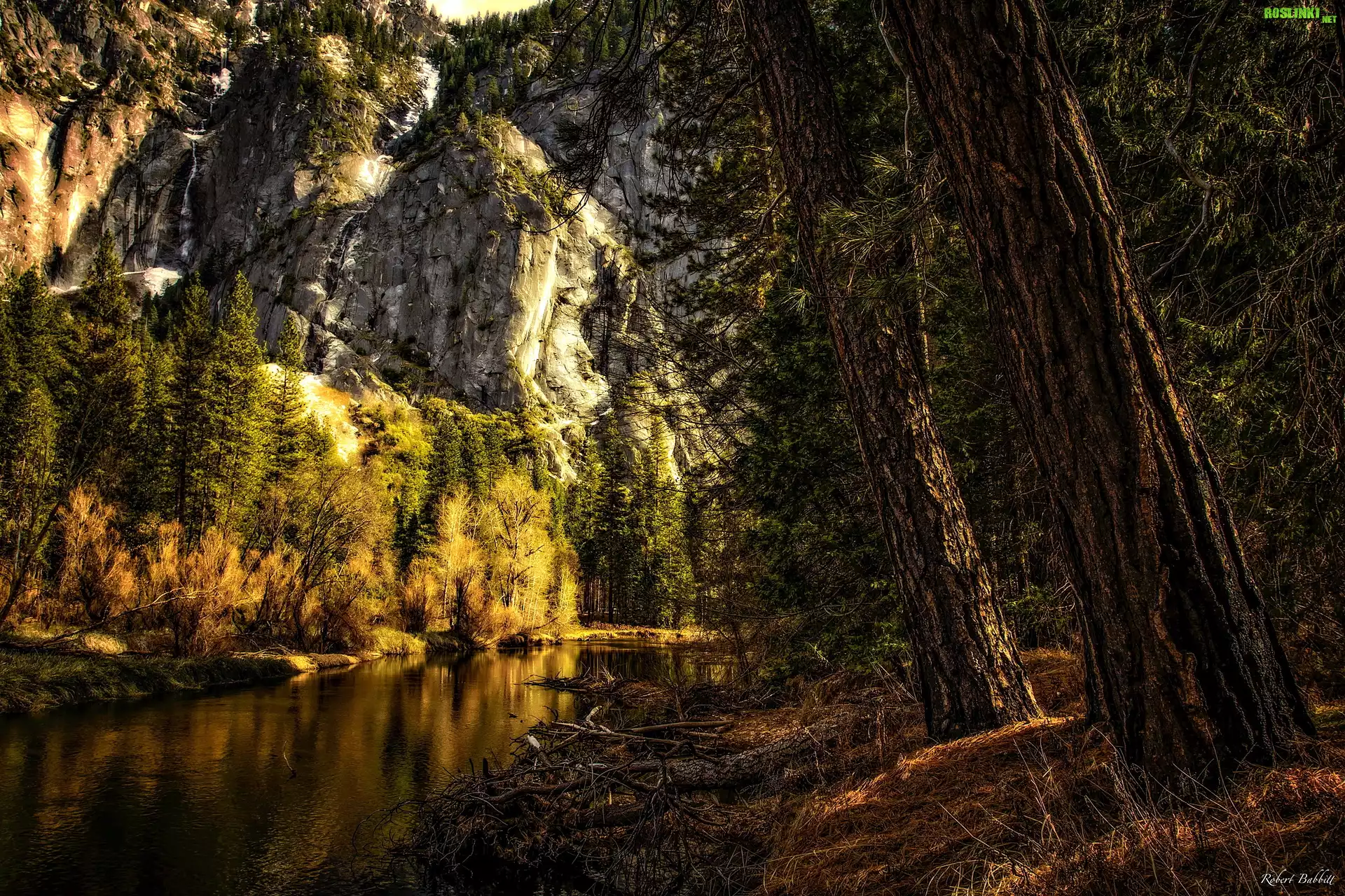 Stany Zjednoczone, Stan Kalifornia, Park Narodowy Yosemite, Góry, Drzewa, Las