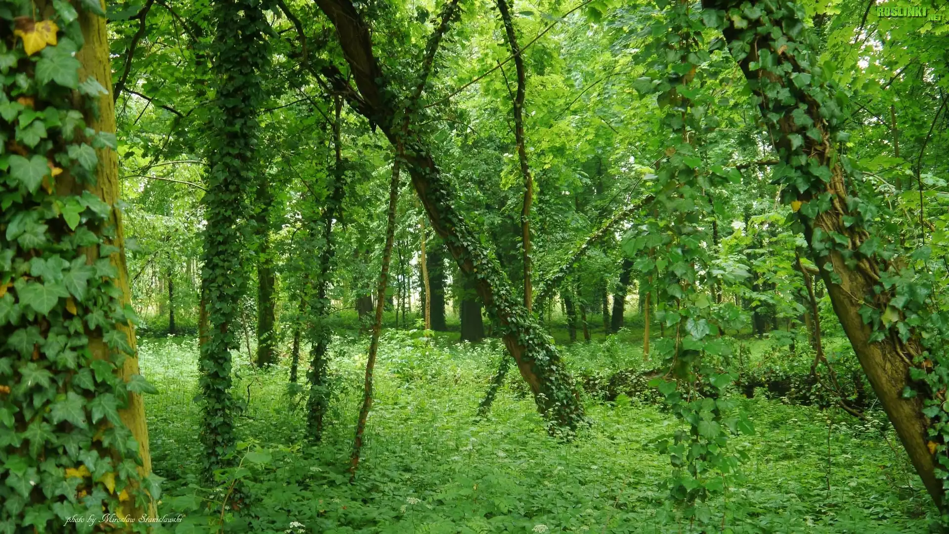 Las, Drzewa, Pnącze, Liście