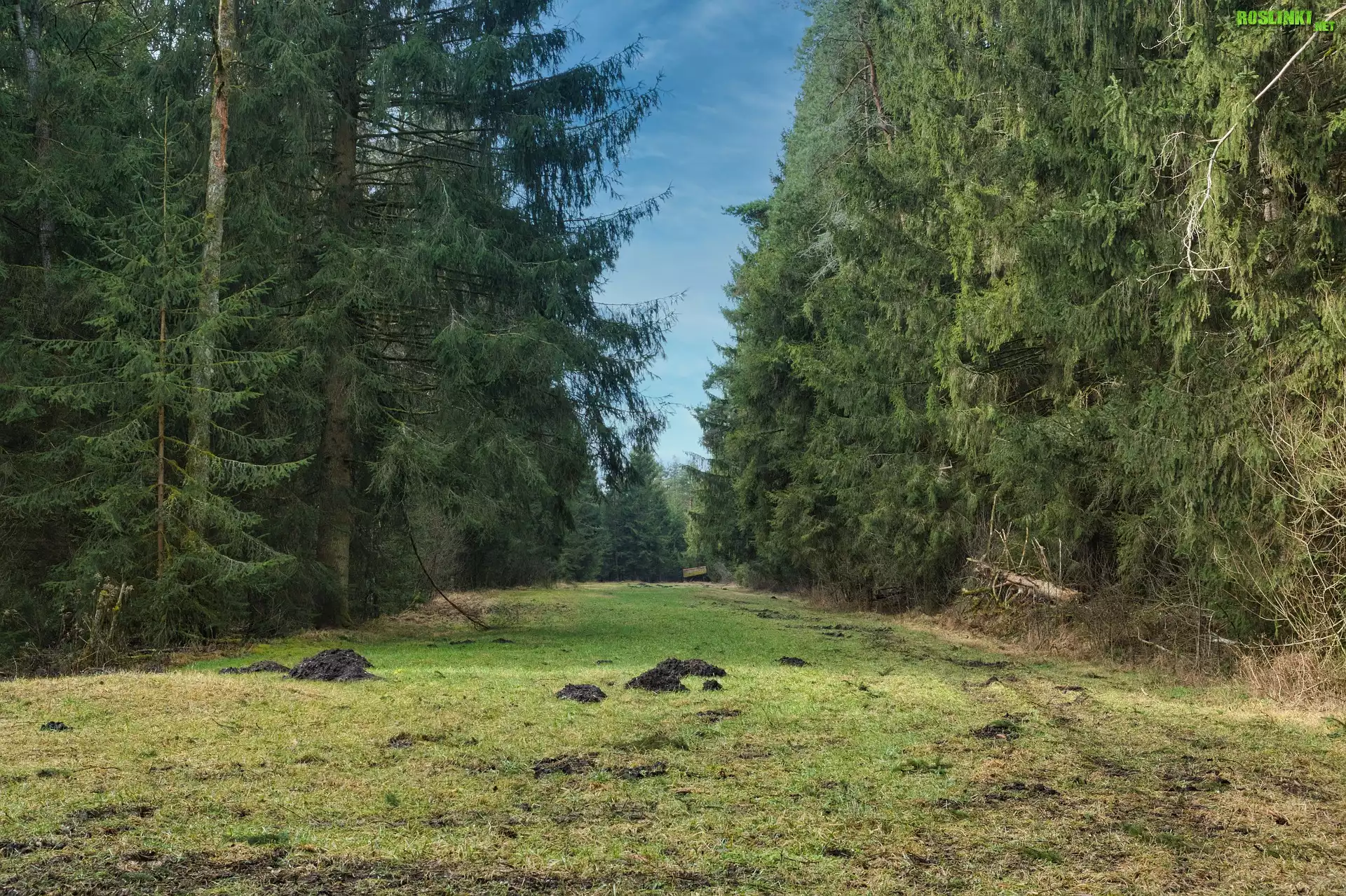 Las, Åšwierki, Polana, Kretowiska