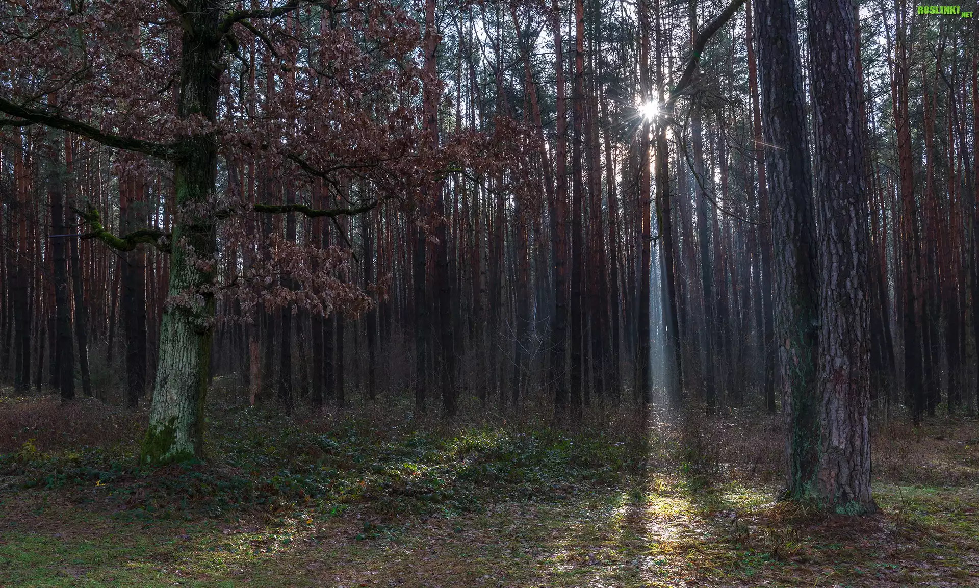 Las, Drzewa, Liście, Jesień, Promienie słońca