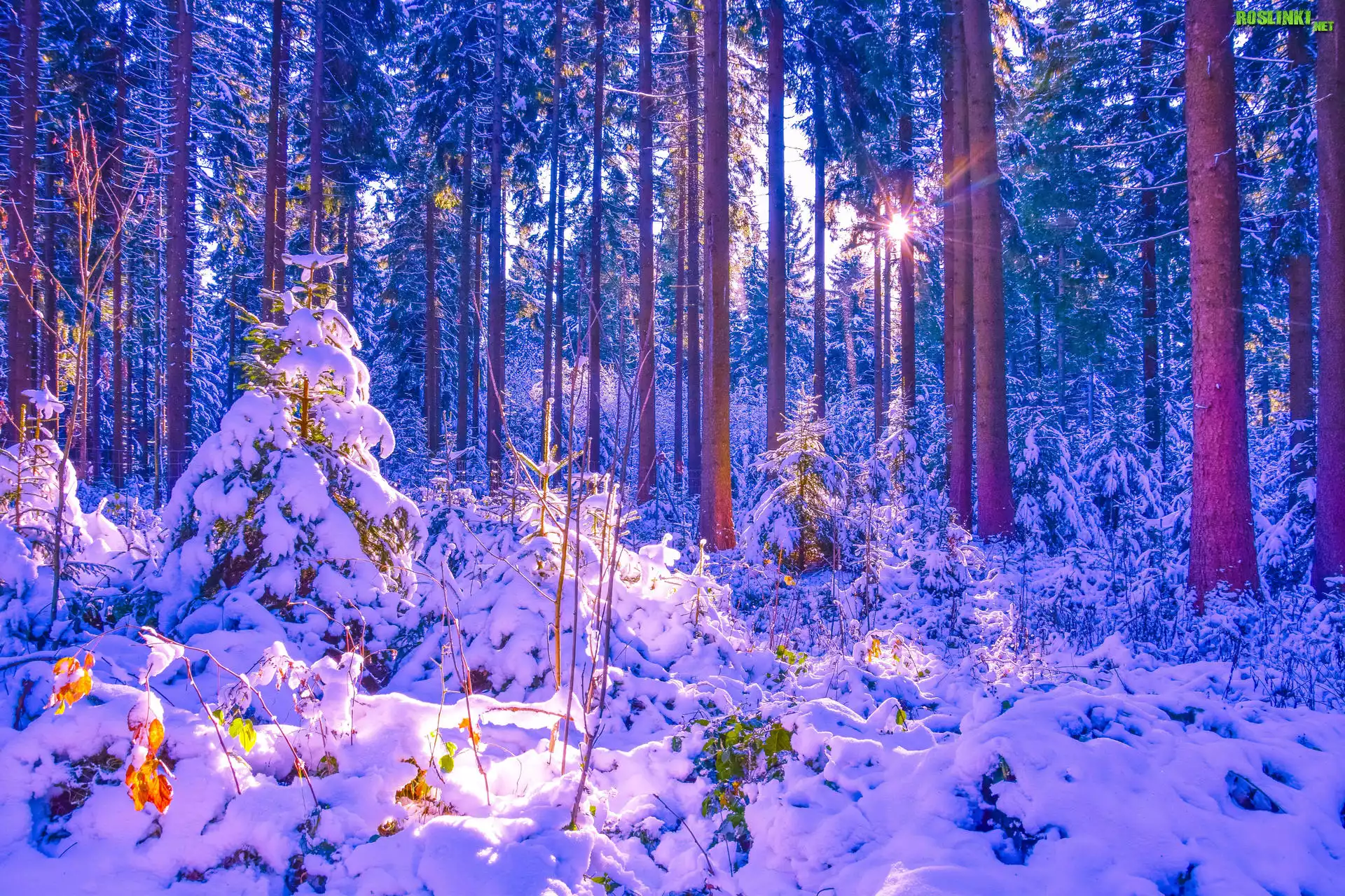 Las, Drzewa, Śnieg, Zaspy, Promienie słońca