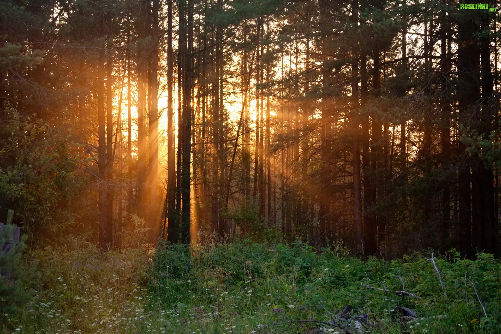 Las, Drzewa, Słońce, Przebijające światło