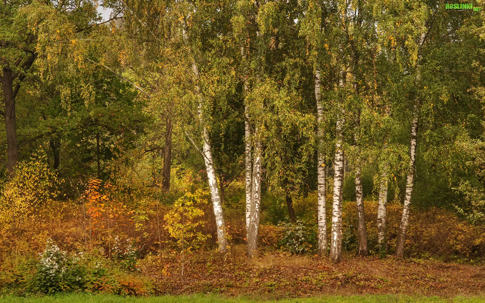 Las, Drzewa, Brzozy, Rośliny, Jesień