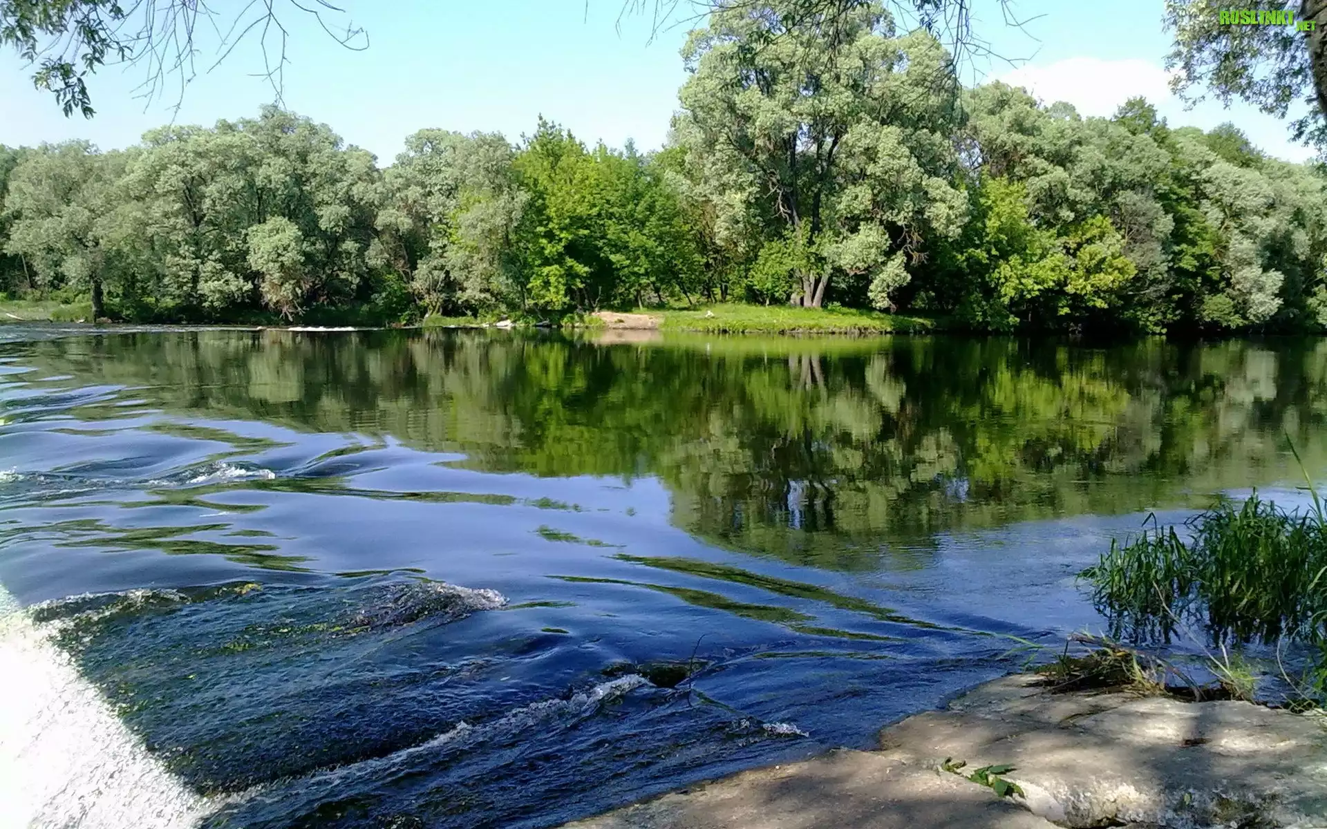 Rzeka, Las, Drzewa