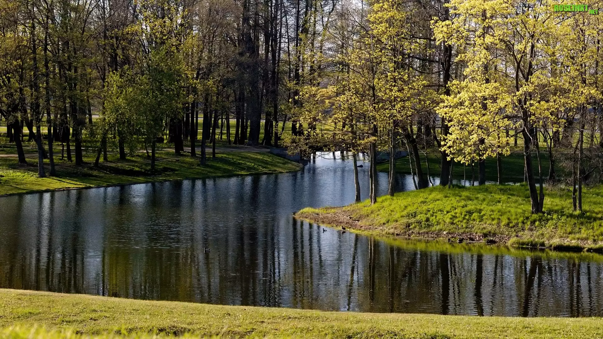 Rzeka, Las, Wiosna