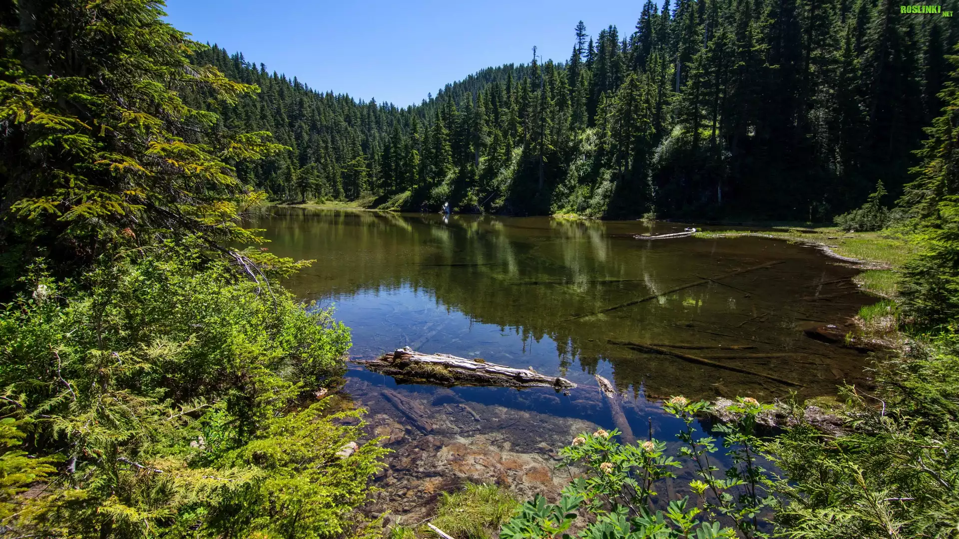 Stany Zjednoczone, Stan Waszyngton, Jezioro Summit Lake, Drzewa, Las