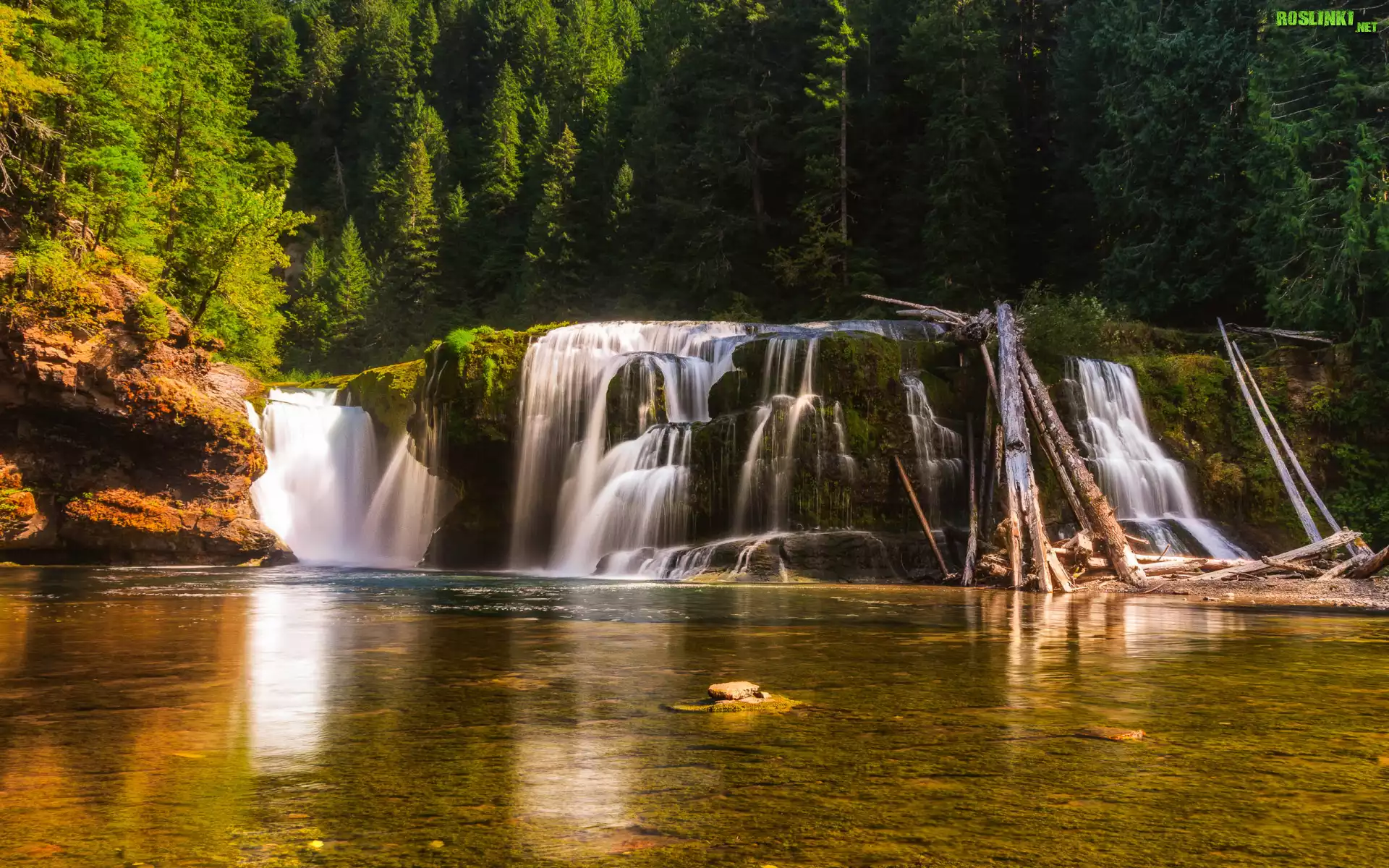 Las, Drzewa, Wodospad Lower Lewis River Falls, Omszałe, Skały, Rzeka, Osada Cougar, Stan Waszyngton, Stany Zjednoczone