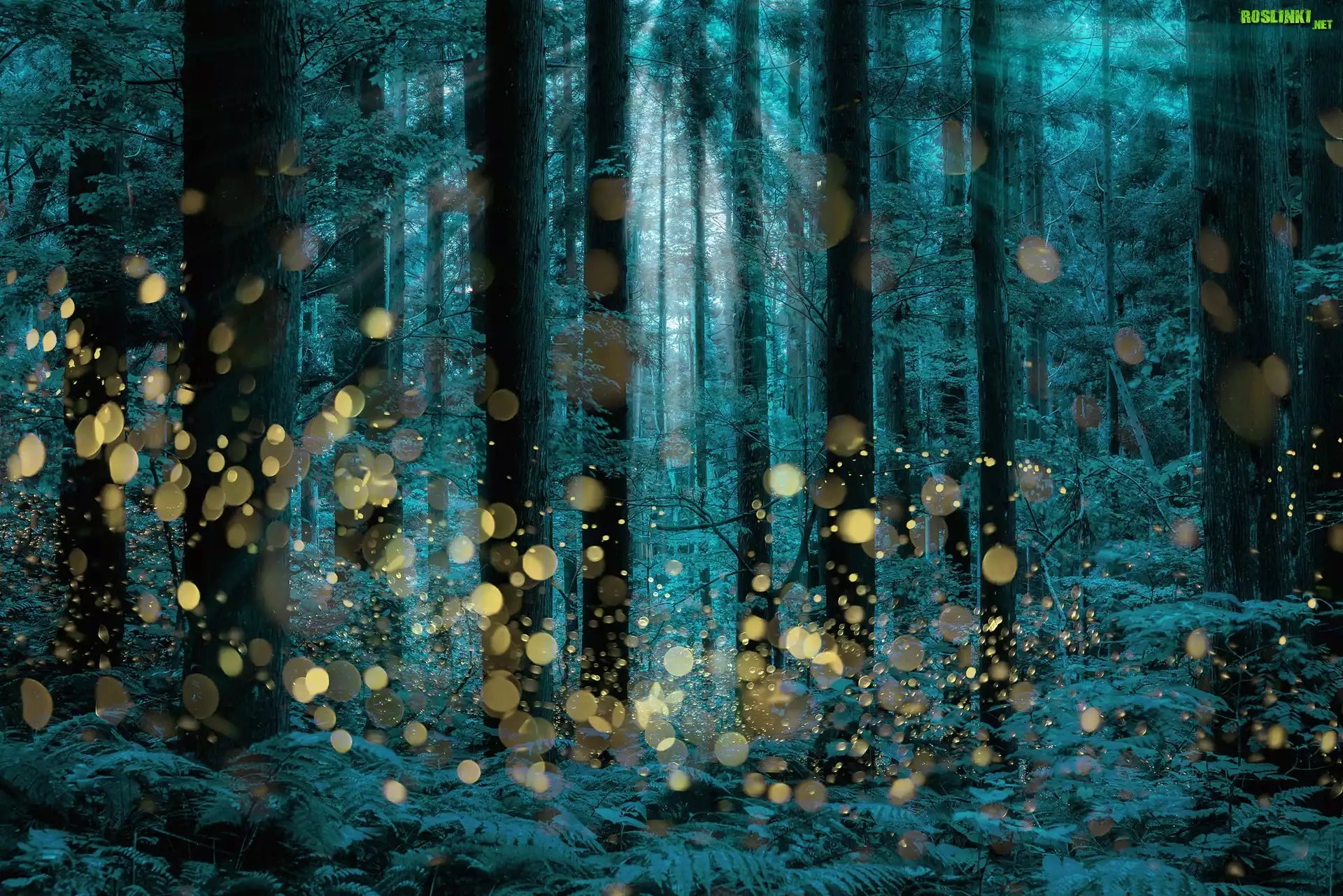 Las, Drzewa, Paprocie, Przebijające światło, Bokeh