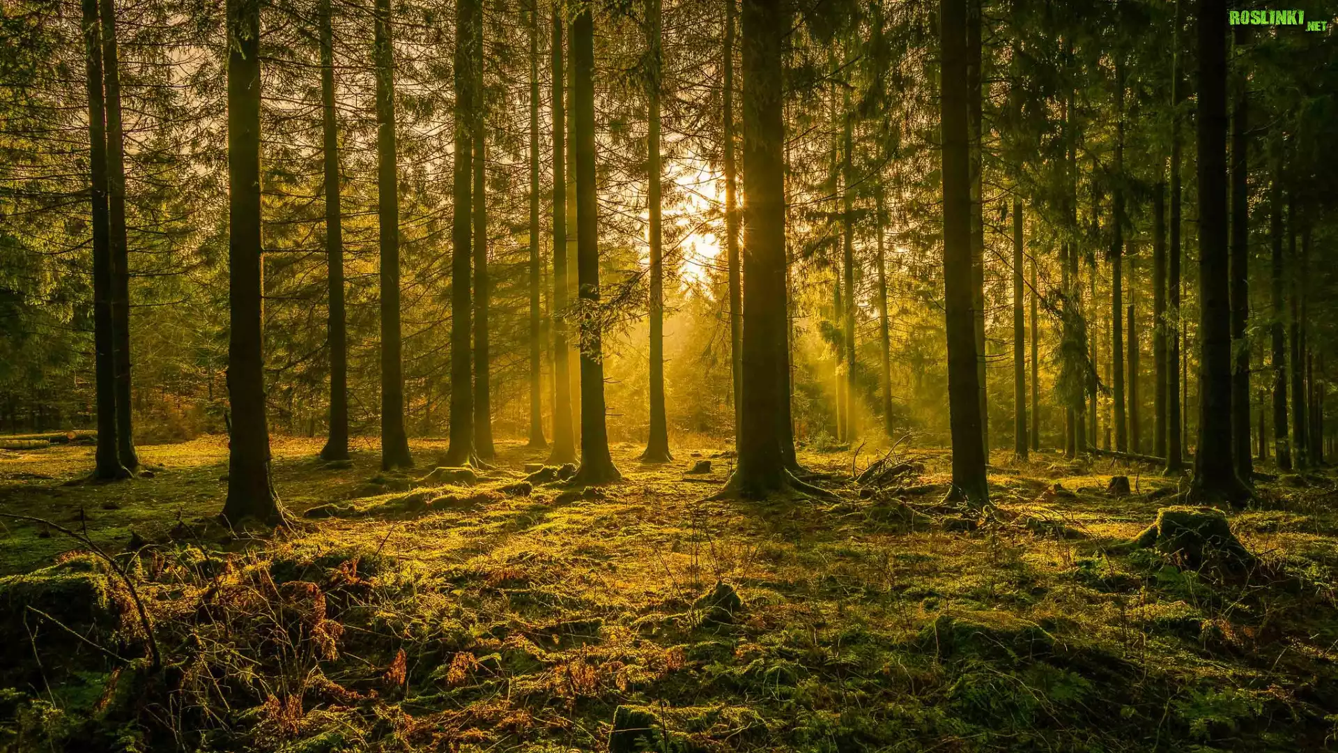 Las iglasty, Przebijające światło, Drzewa