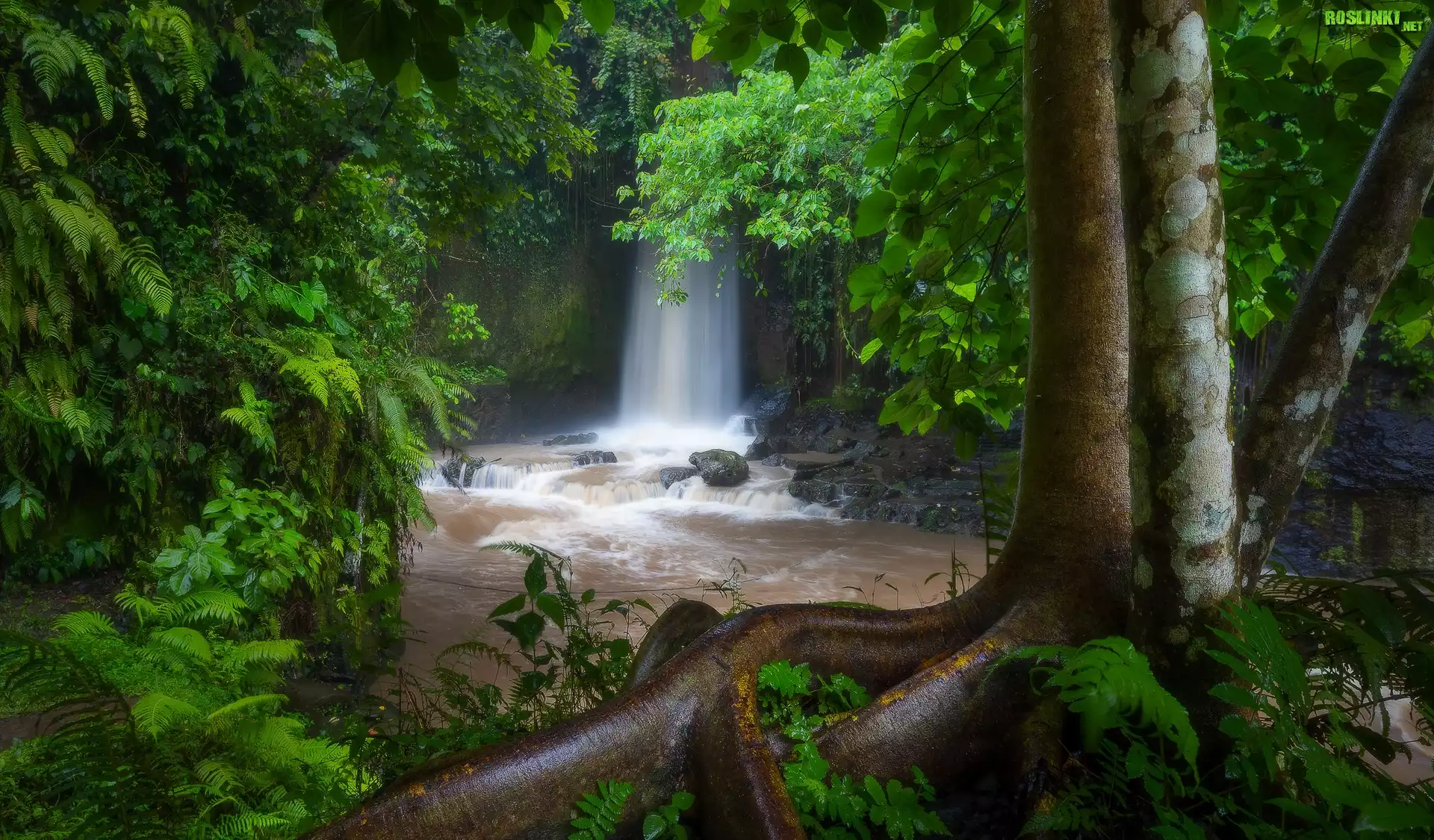 Las, Drzewa, Rzeka, Kamienie, Wodospad, Sumampan Waterfall, Bali, Indonezja