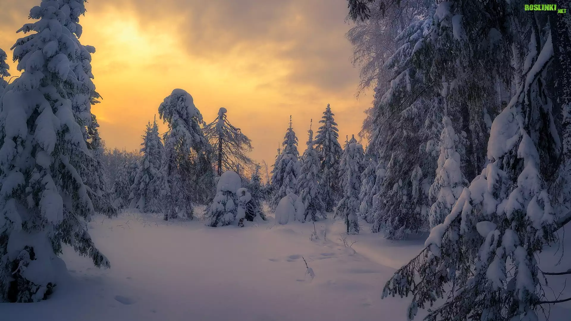Las, Drzewa, Śnieg, Wschód słońca