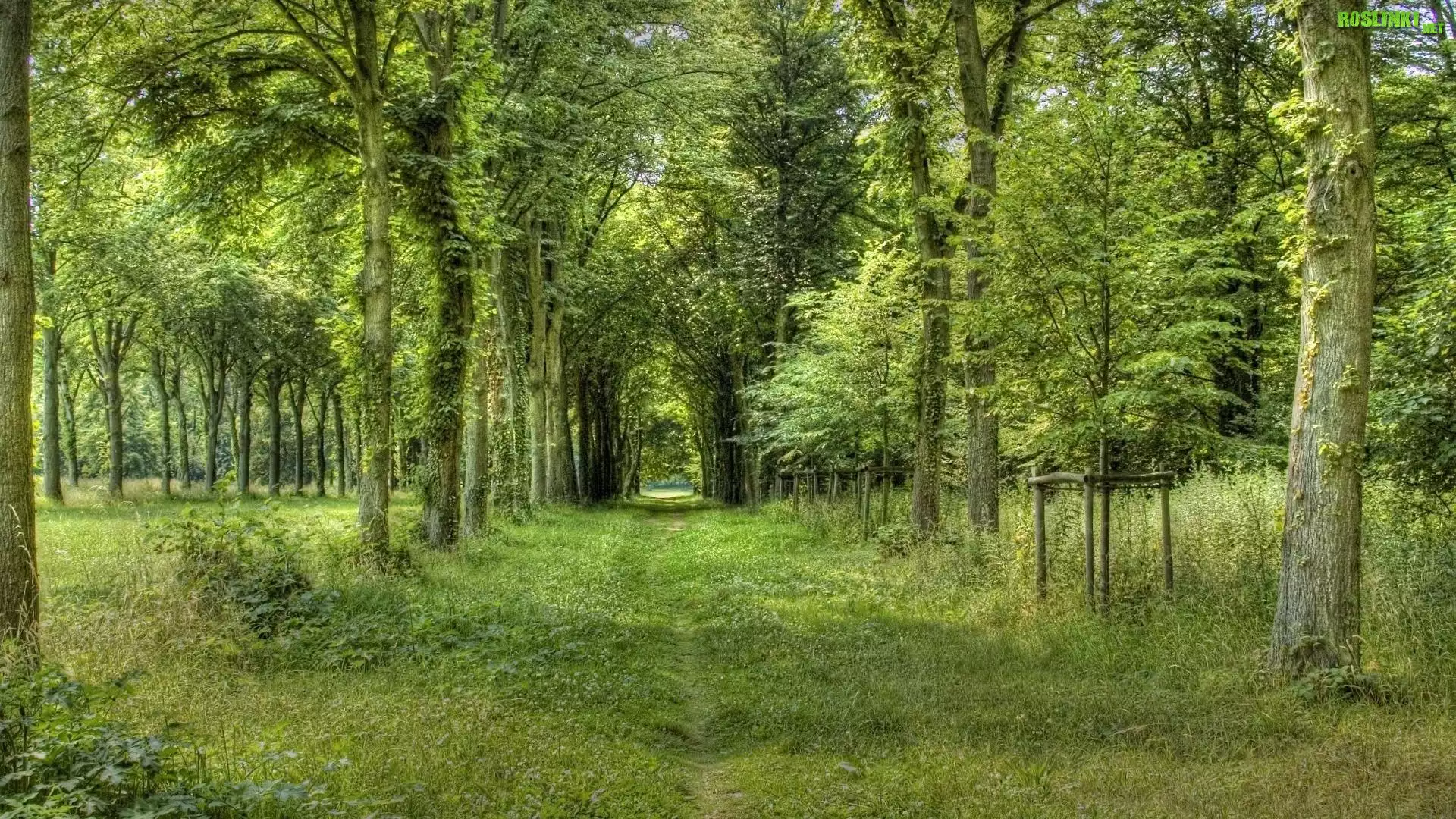 Las, Drzewa, Zarośnięta, Dróżka