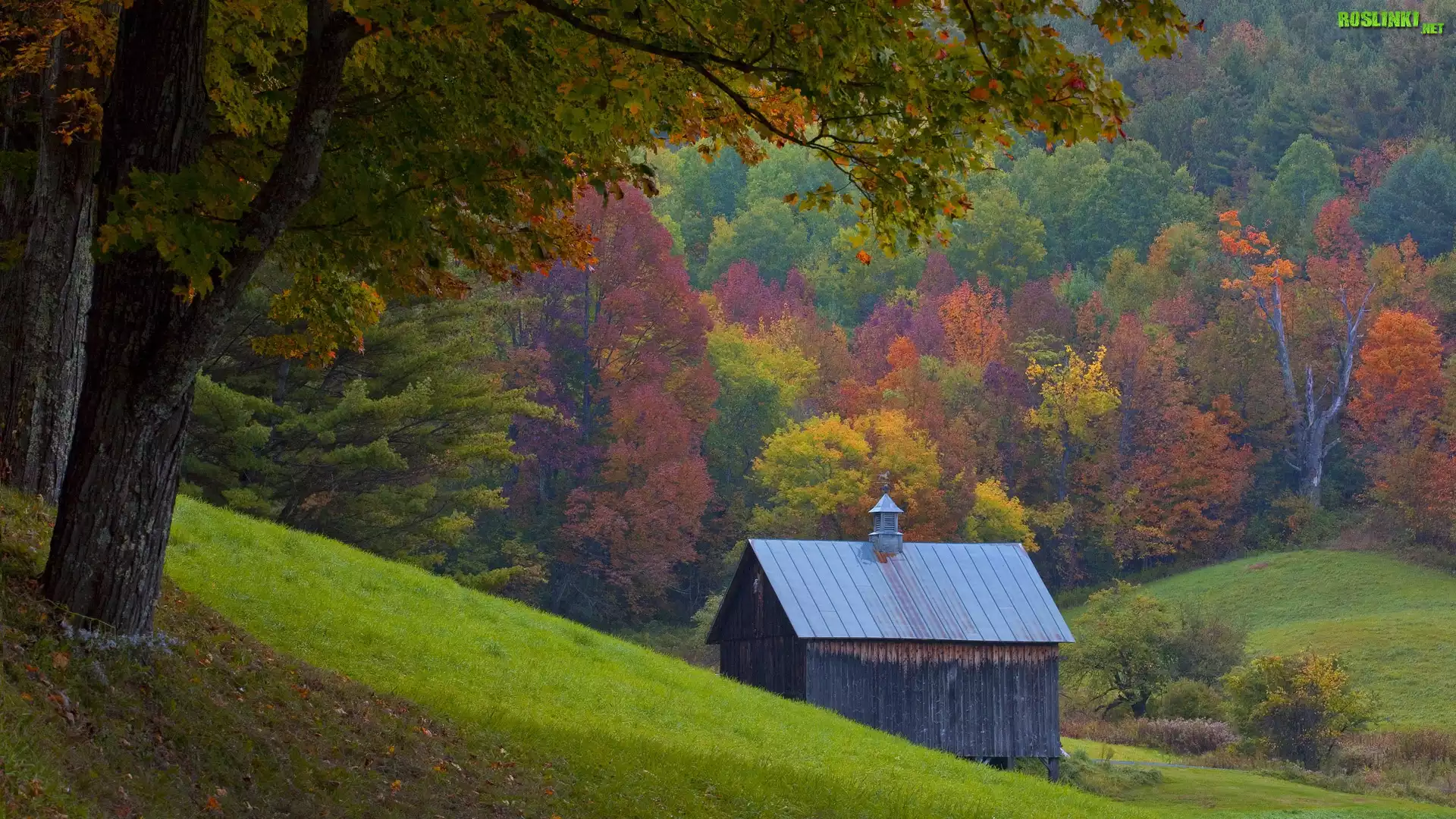 Lasy, Kolorowe, Drzewa, Domek, Góry, Jesień