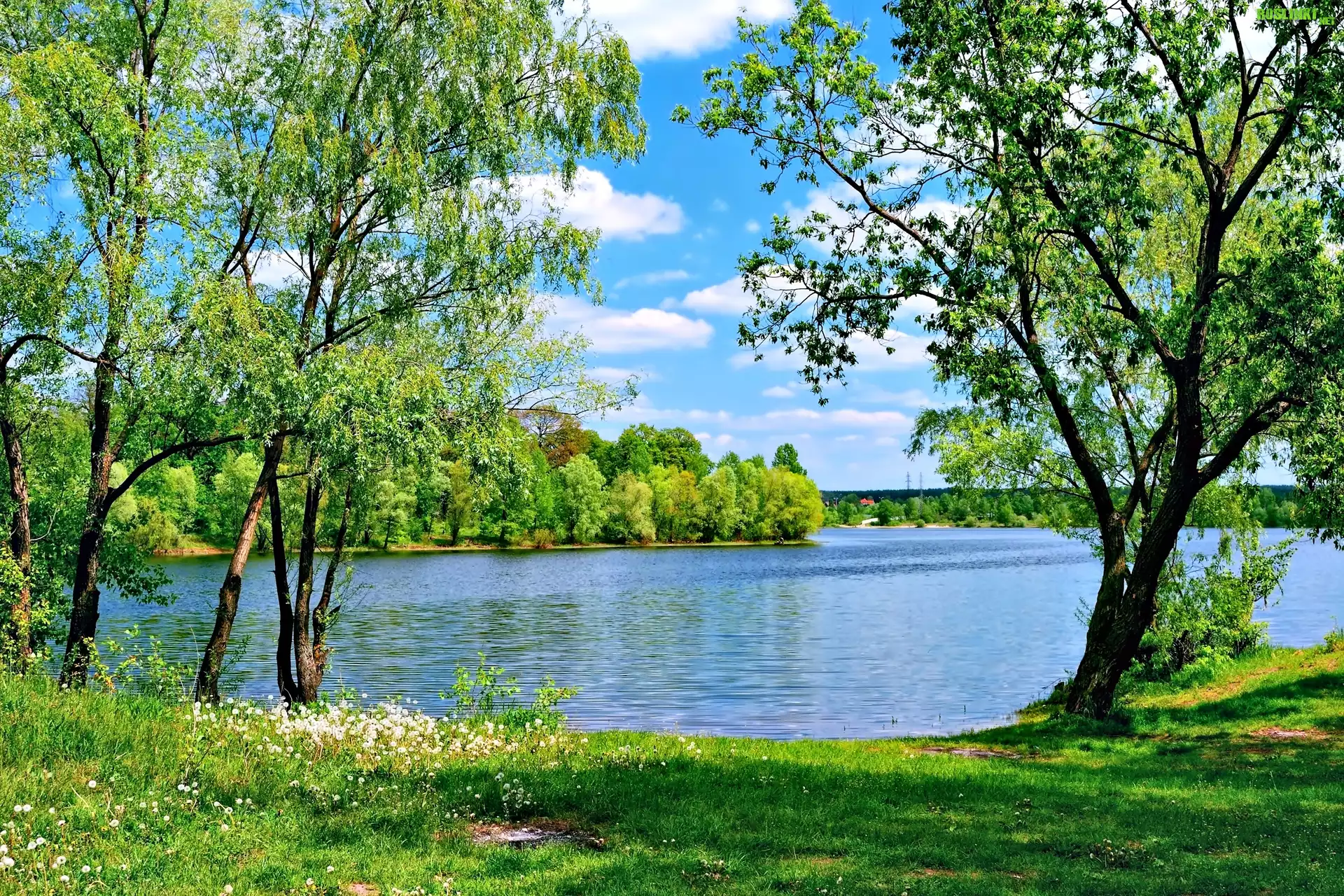 Lato, Jezioro, Drzewa, Trawa
