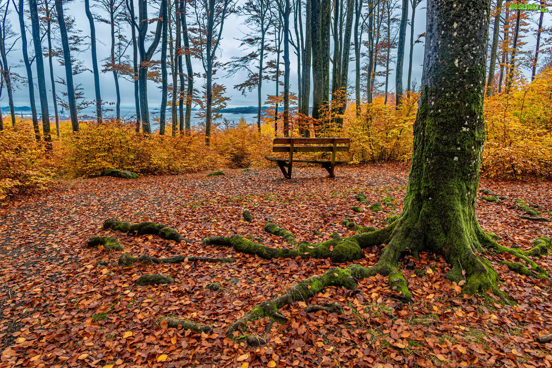 Jesień, Park, Drzewo, Korzenie, Opadłe, Żółte, Liście, Ławka