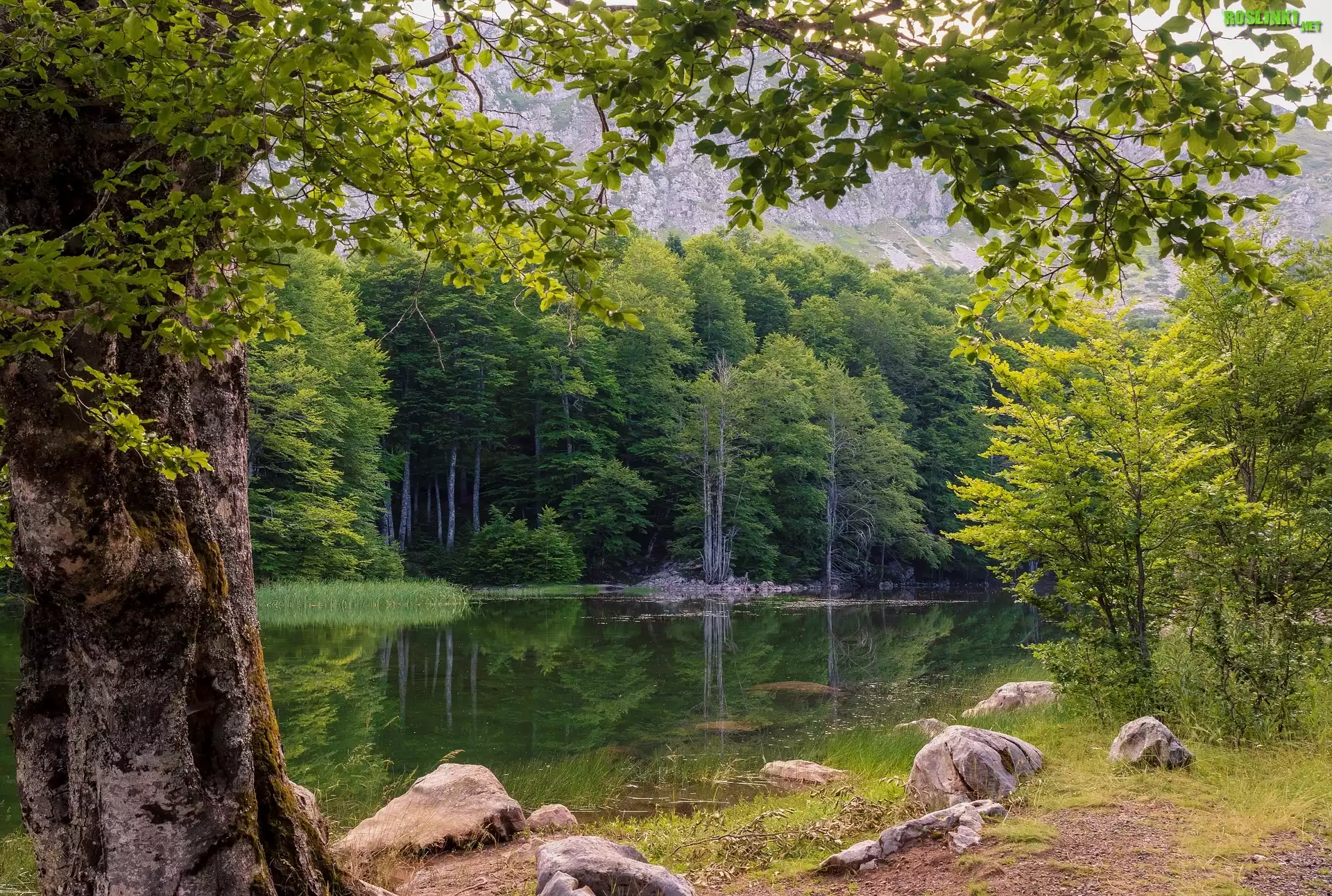 Leśne, Jezioro, Las, Drzewa, Kamienie, Lato