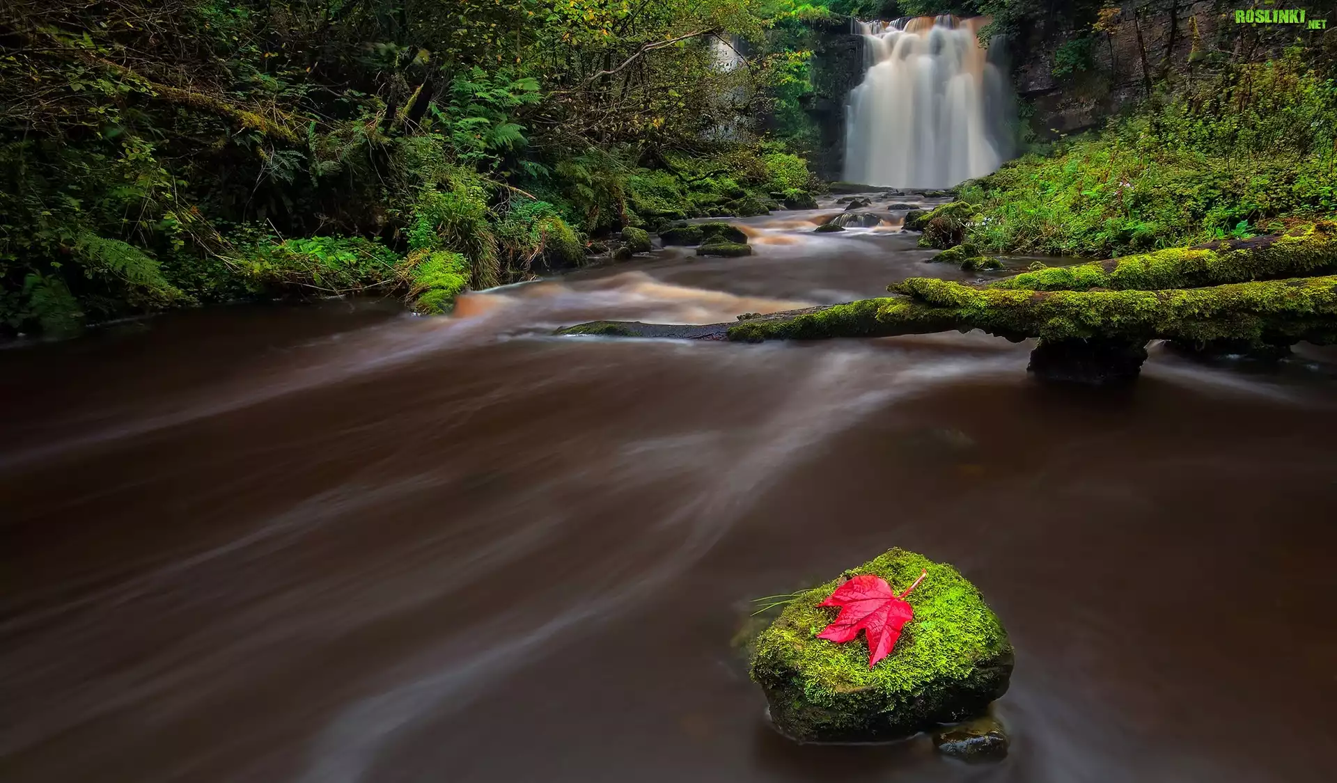 Szkocja, Miejscowość Dalry, Wodospad Linn Spout, Rzeka, Kamień, Liść