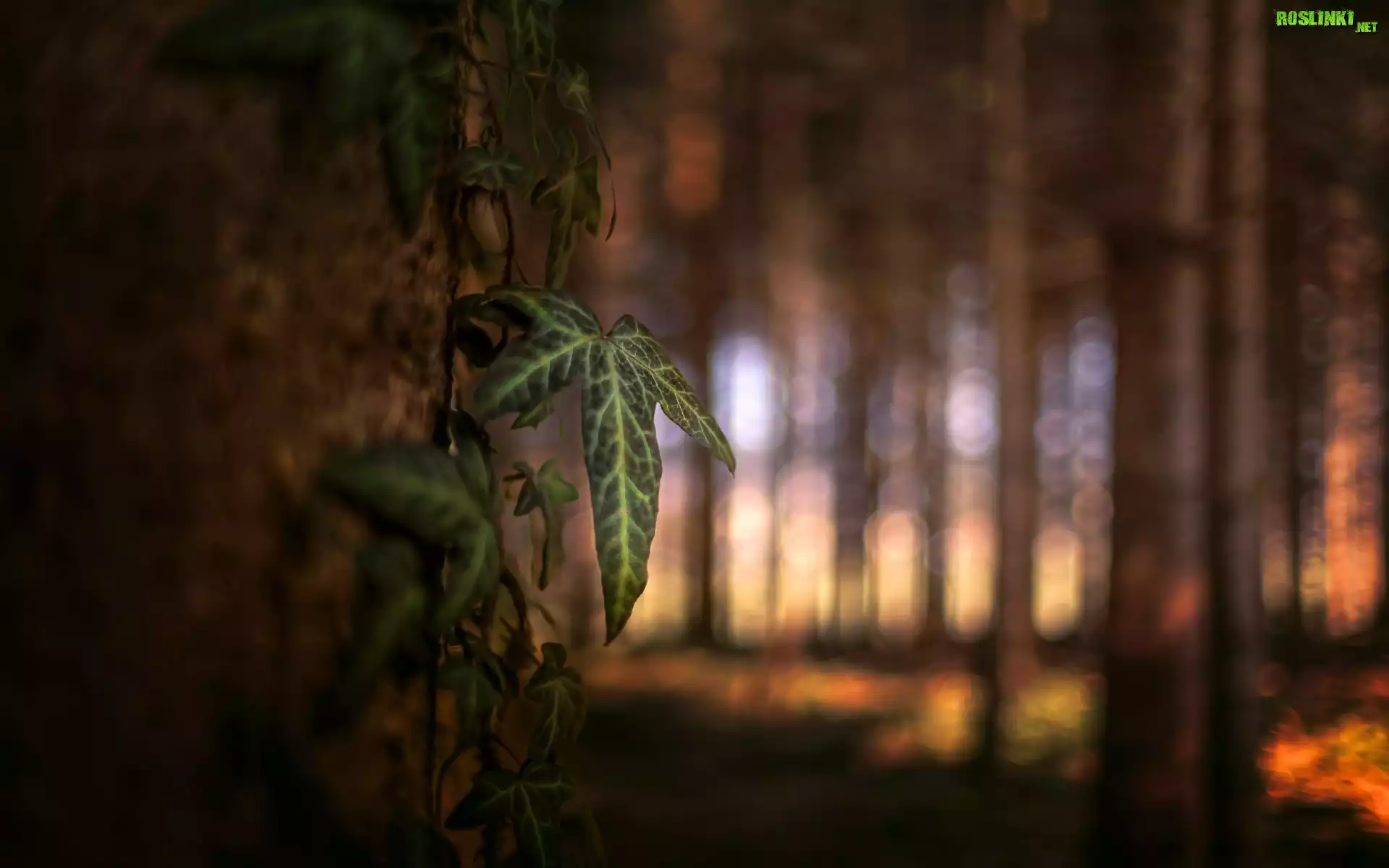 Liść, Drzewo, Las, Bokeh, Przebijające Światło