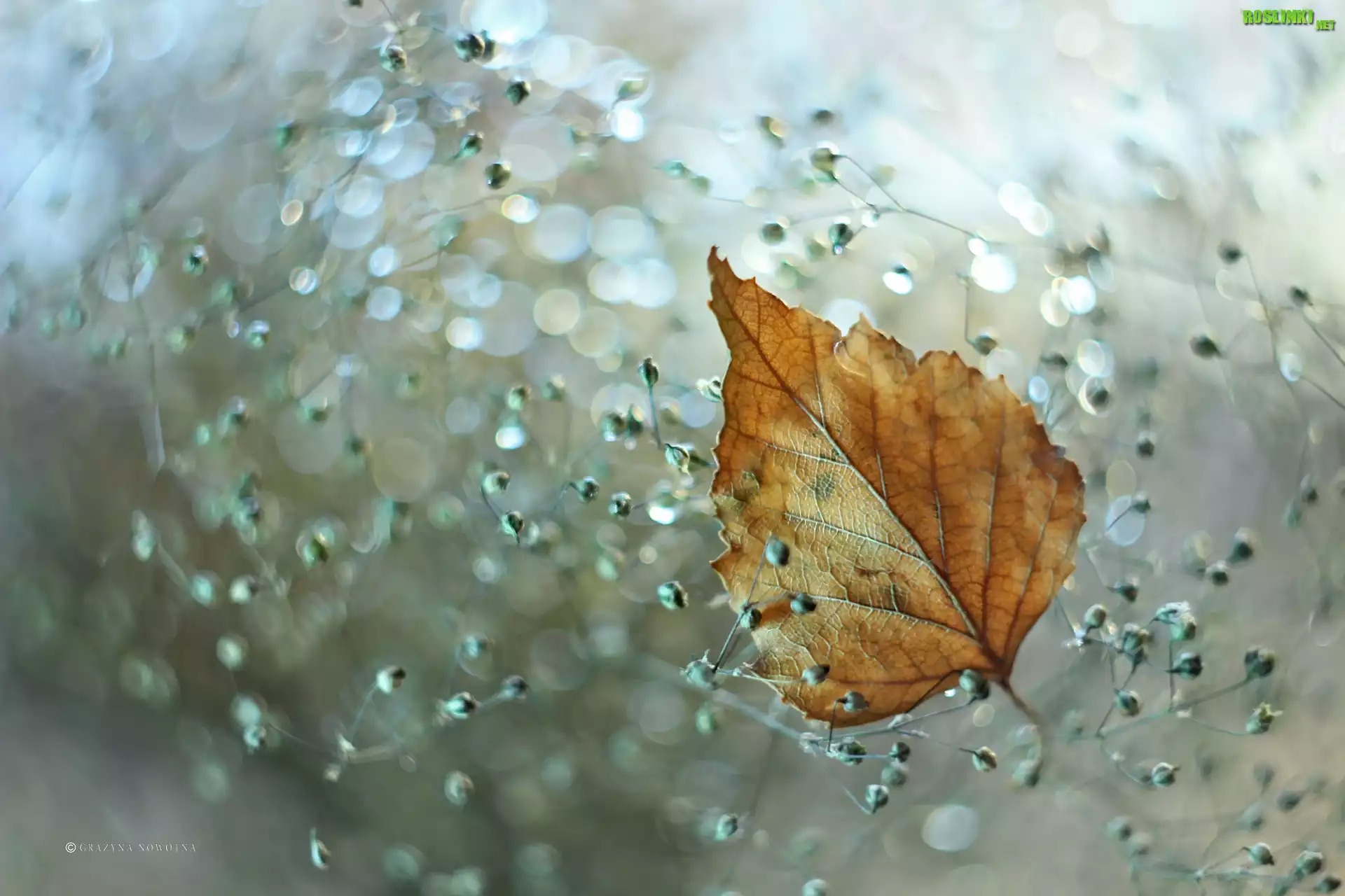 Żółty, Suchy, Liść, Bokeh