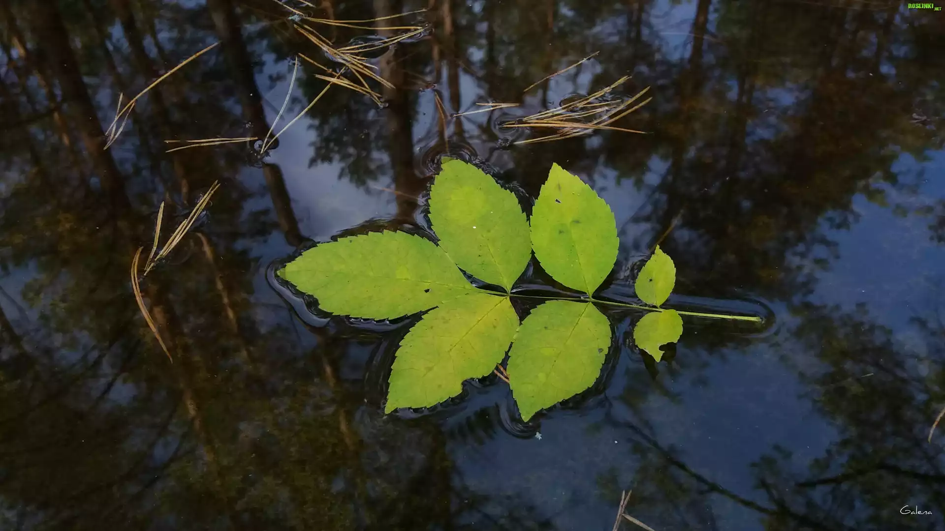 Liść, Woda