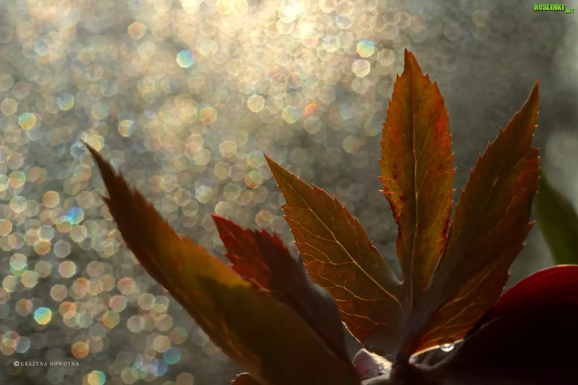 Liście, Bokeh
