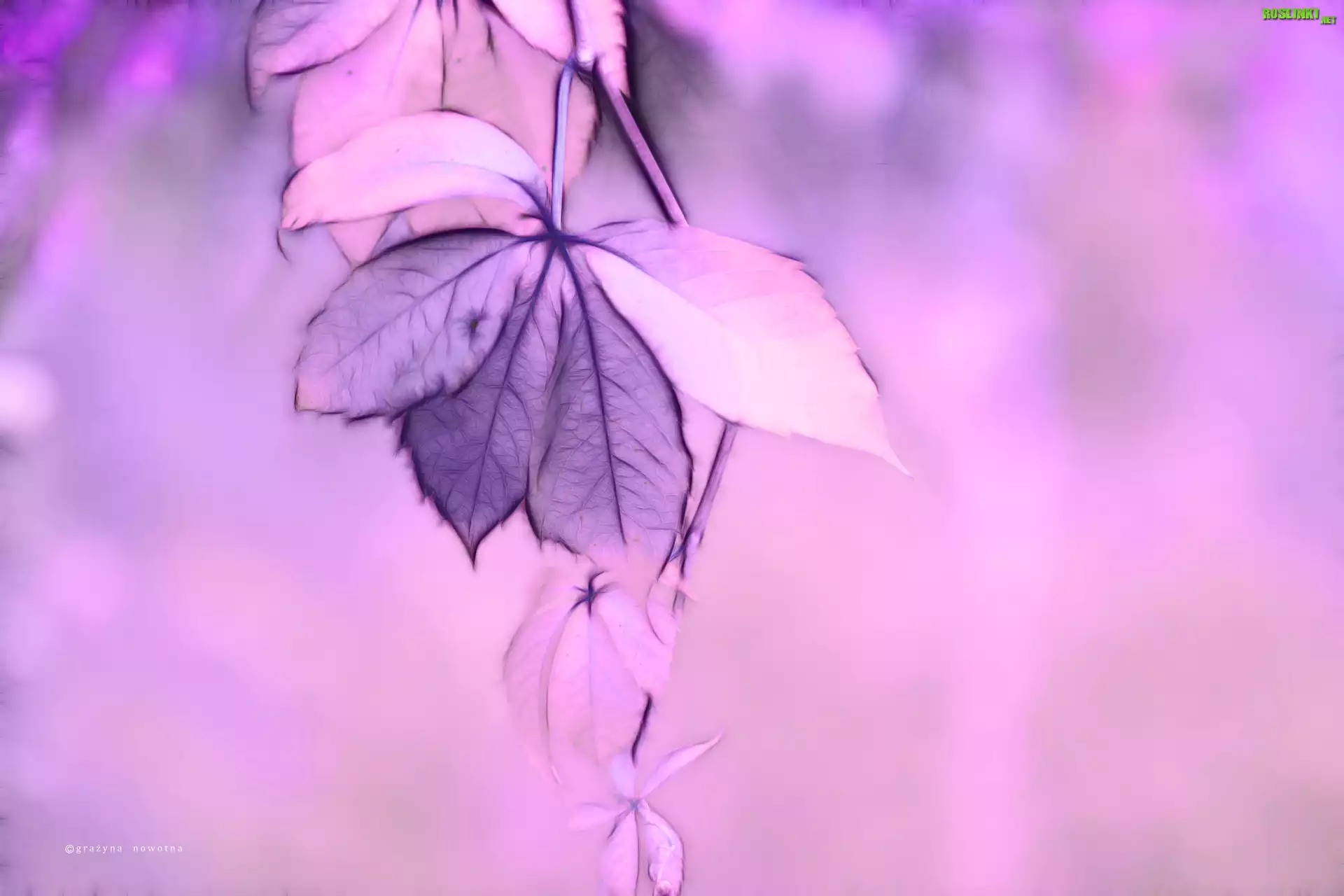 Fioletowe, Liście, Fractalius