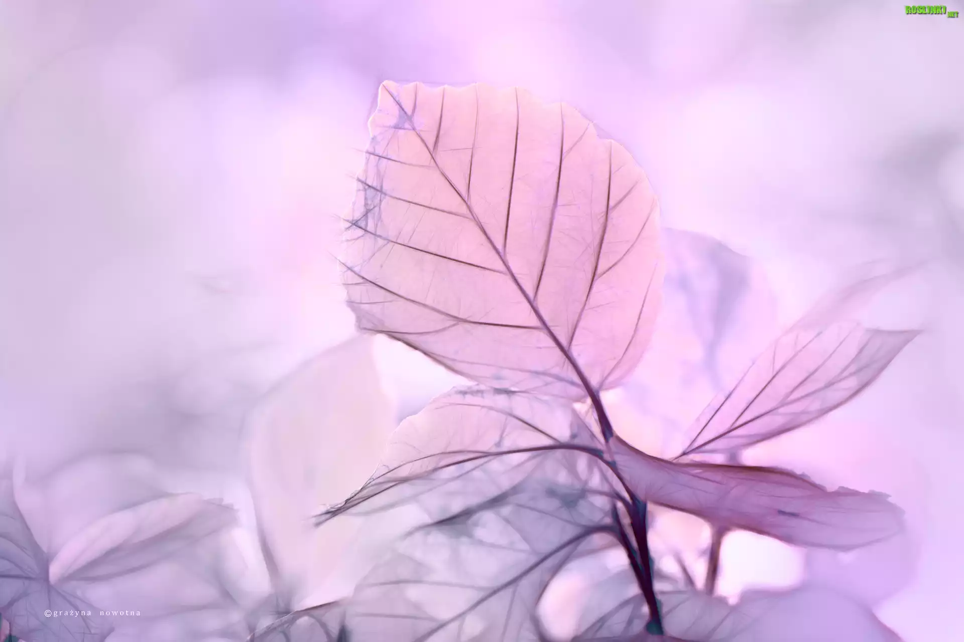 Fioletowe, Liście, Fractalius