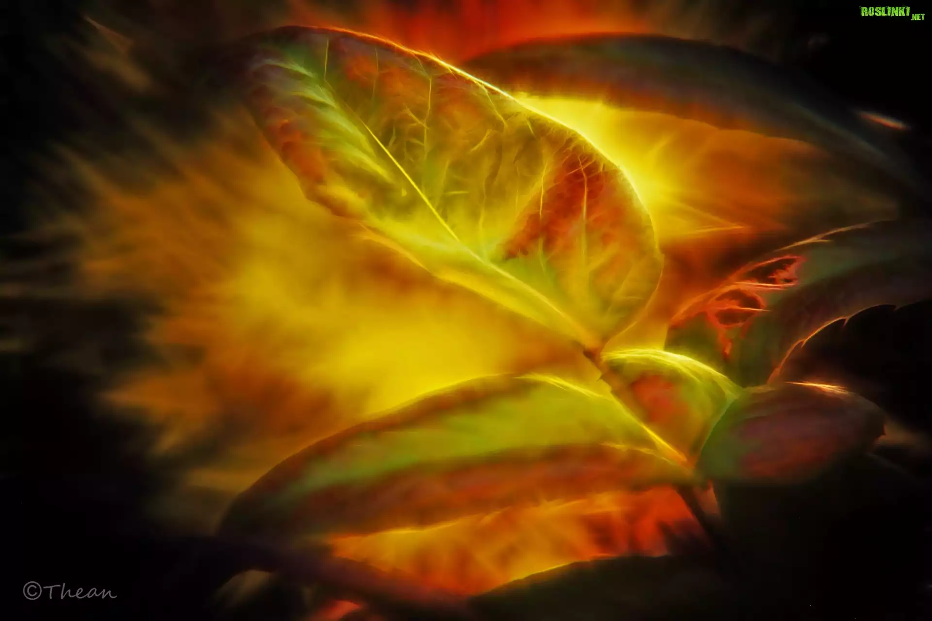 Liście, Fractalius